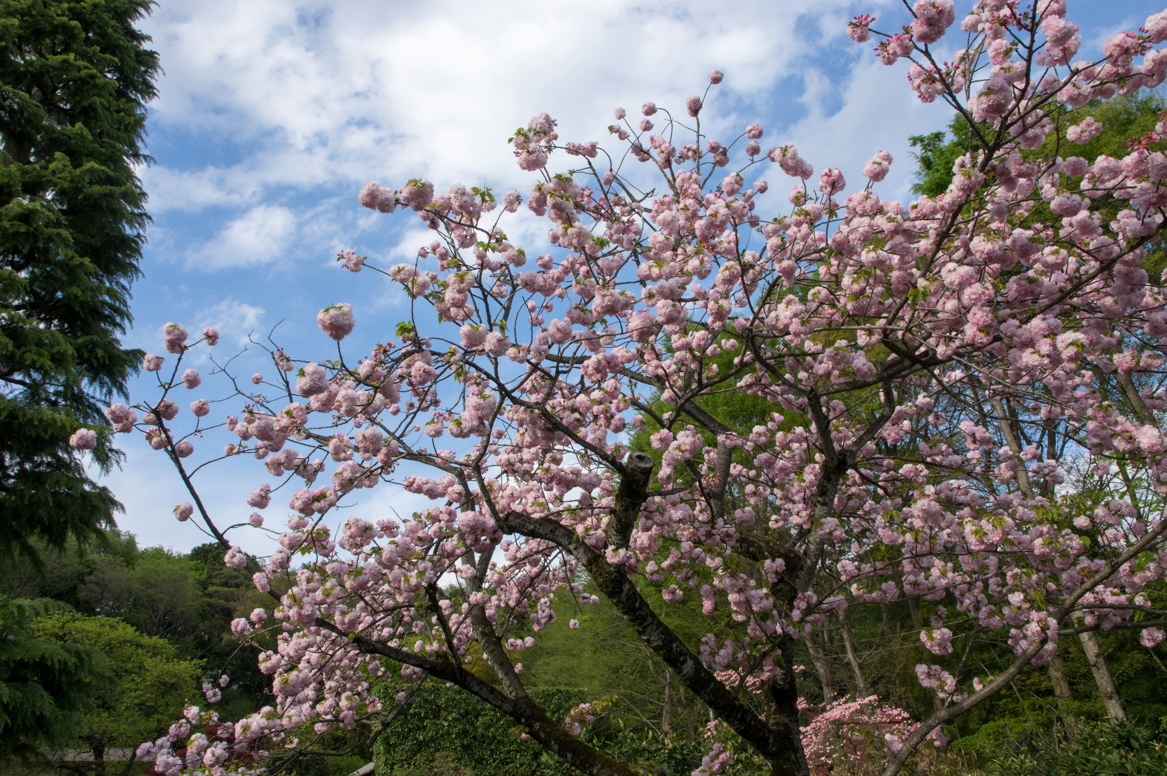 Kirschbaum mit rosa Blüten vor blauem Himmel