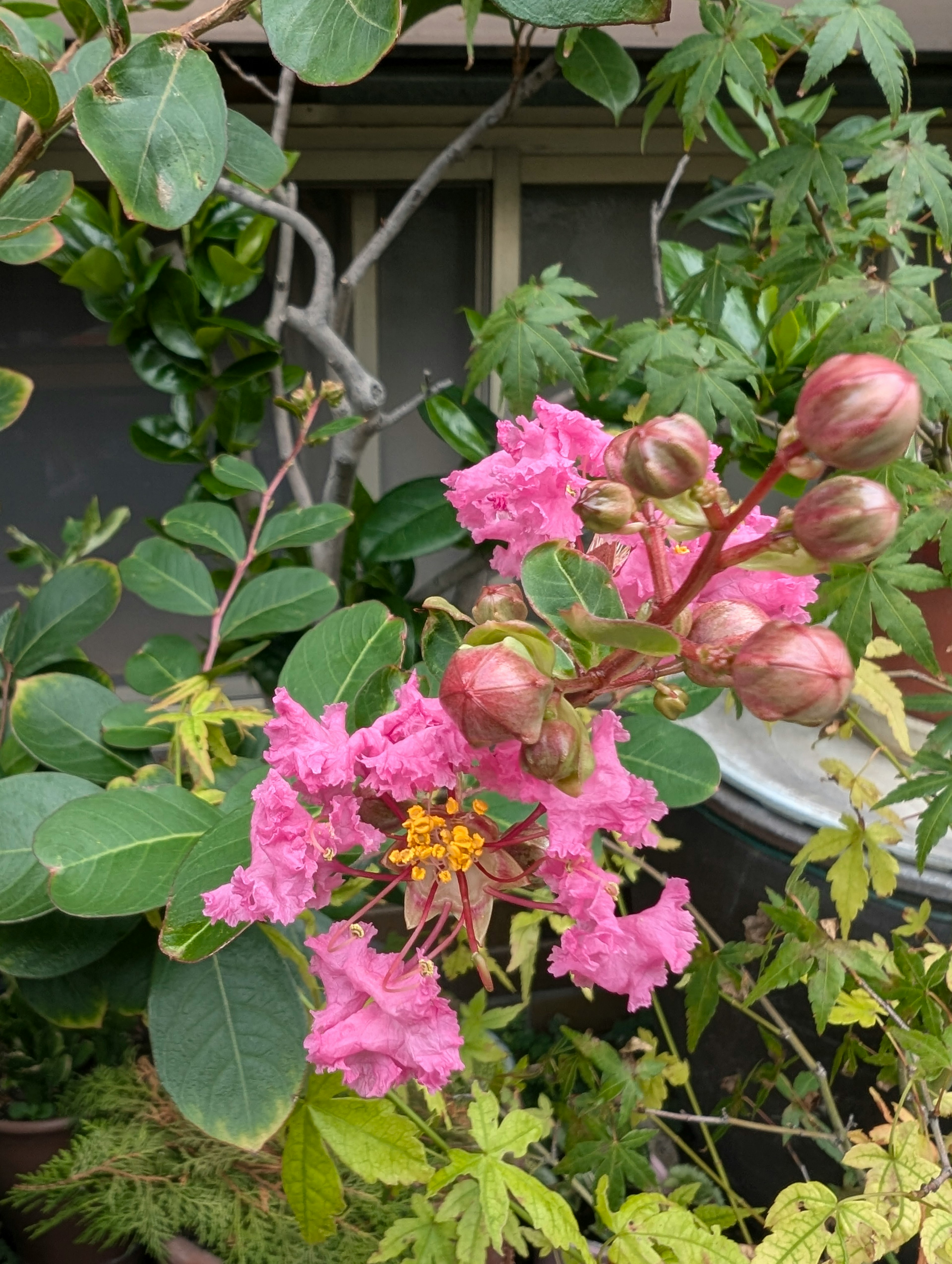 Kedekatan bunga pink cerah dan tunas pada tanaman