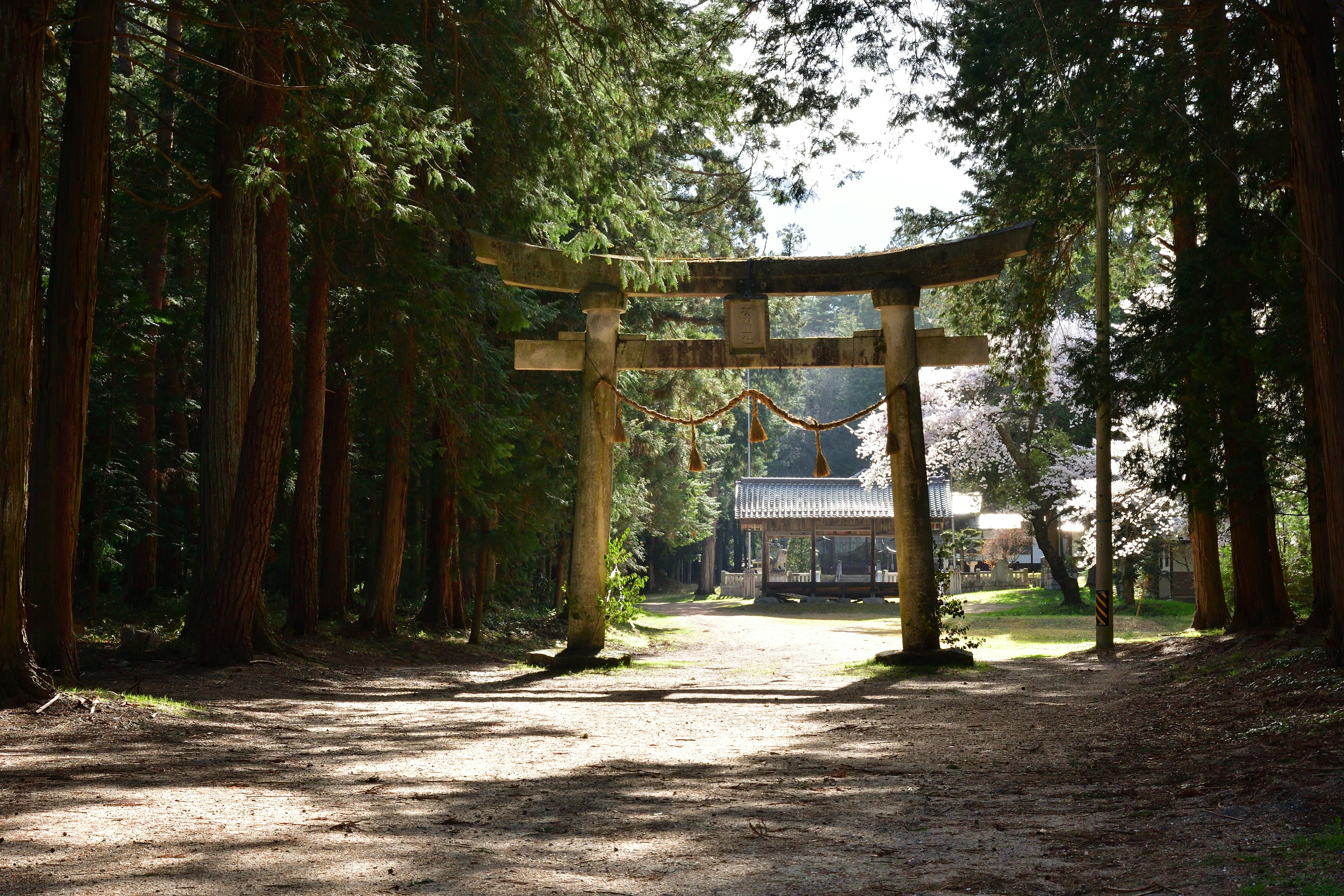 Cổng torii lớn bao quanh bởi cây cối và hoa anh đào