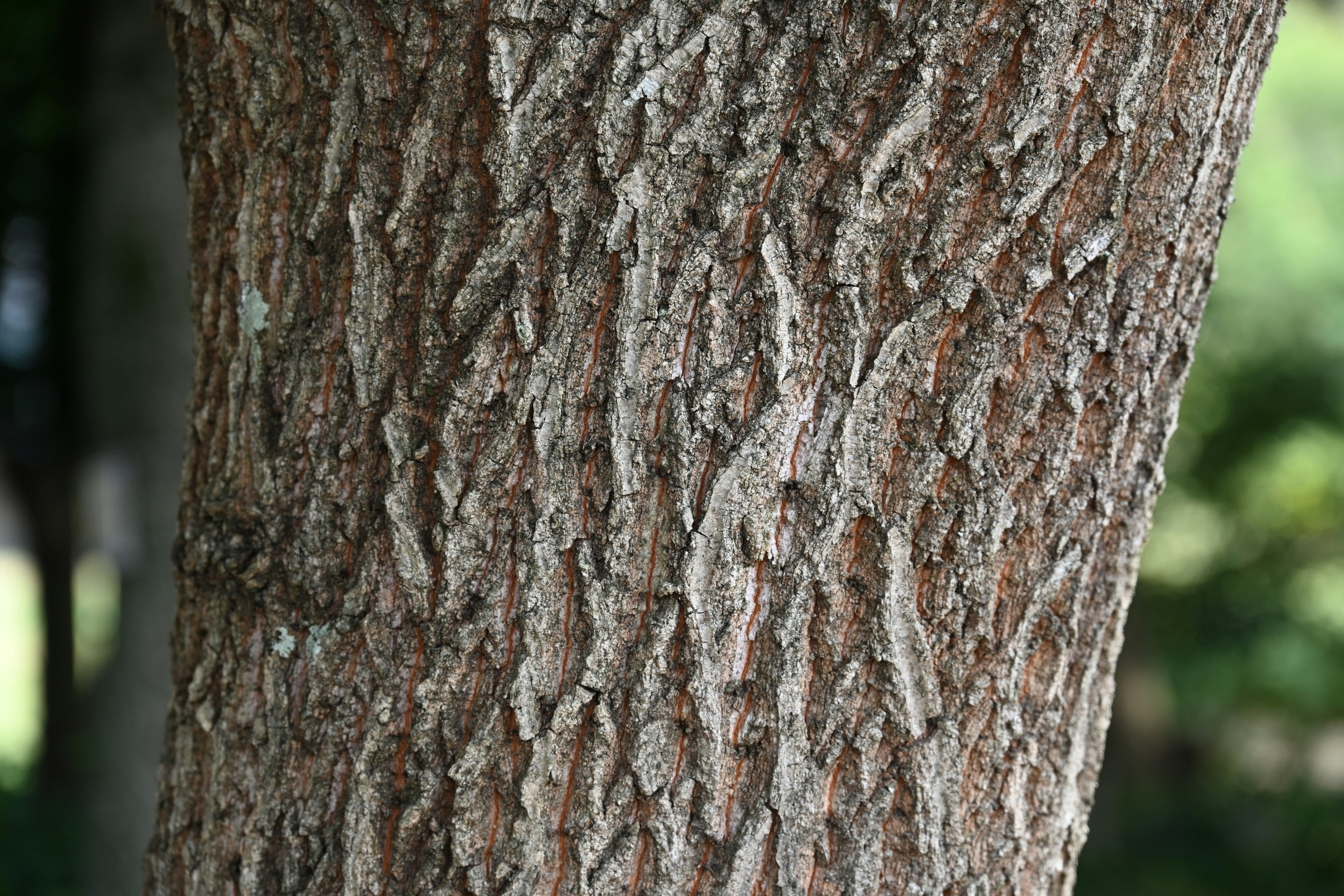 Texture e motivo dettagliati di un tronco d'albero