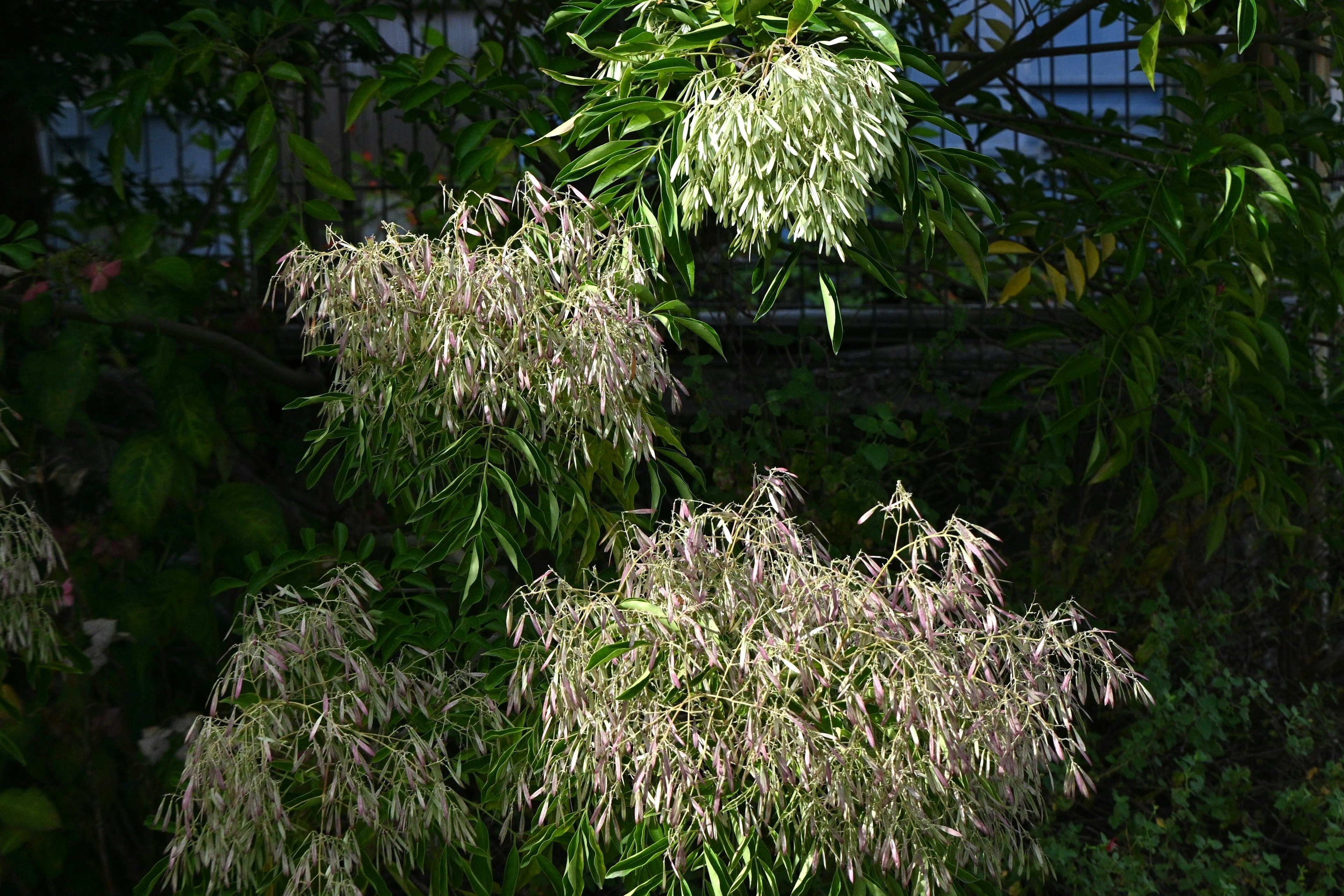 Primo piano di una pianta con foglie verde chiaro e fiori bianchi