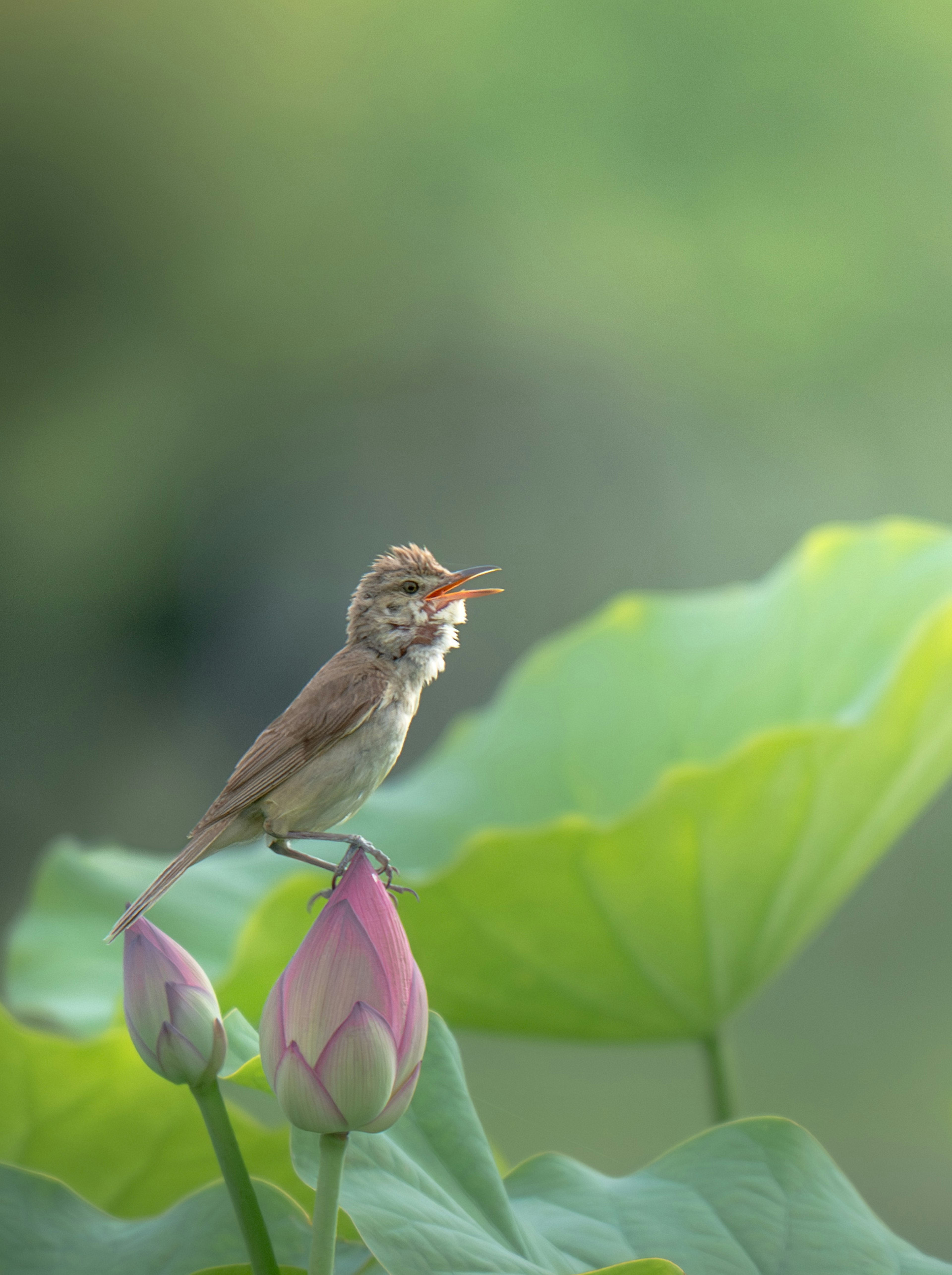 Un pájaro cantando posado sobre una flor de loto