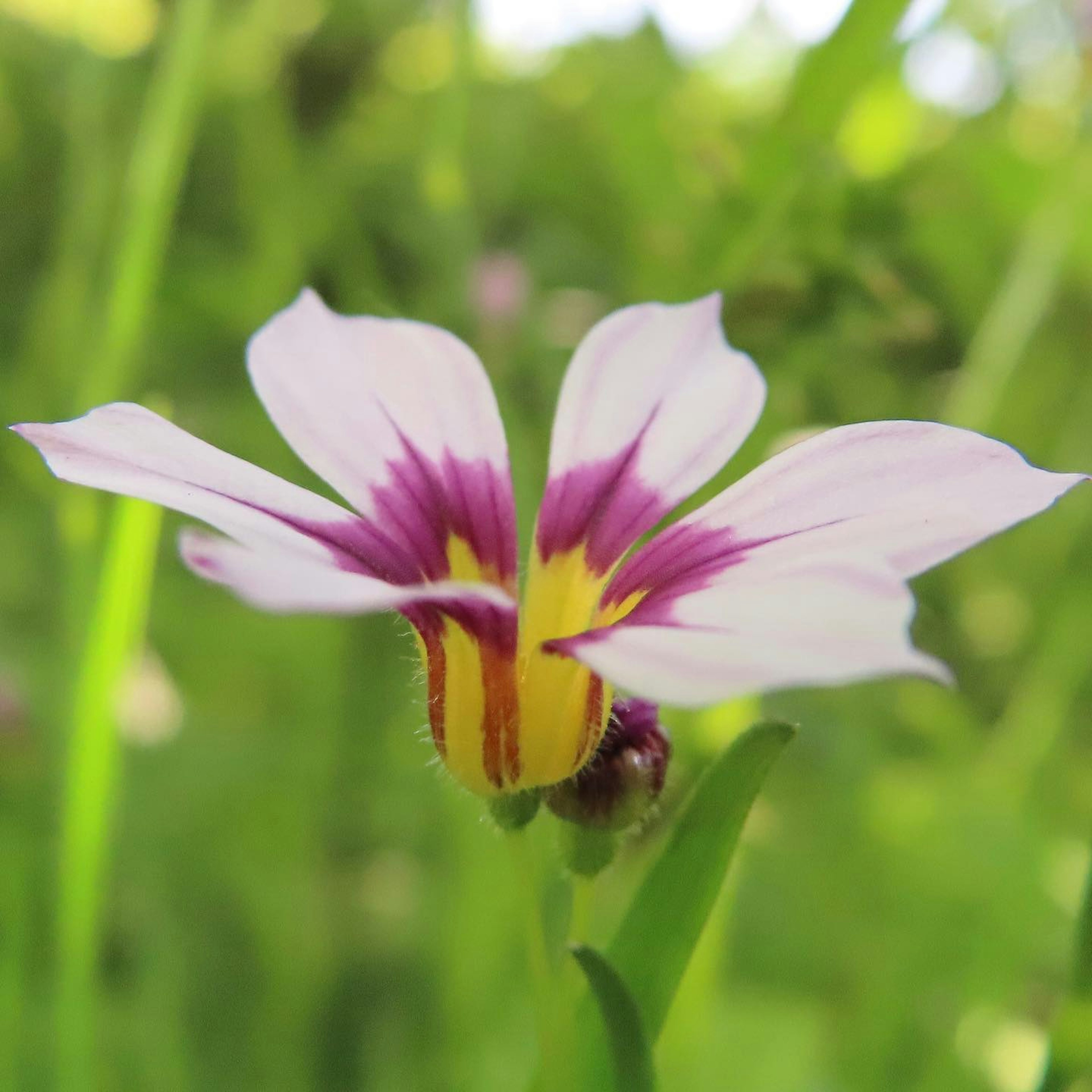 Flower with vibrant purple and yellow patterns blooming against a green background