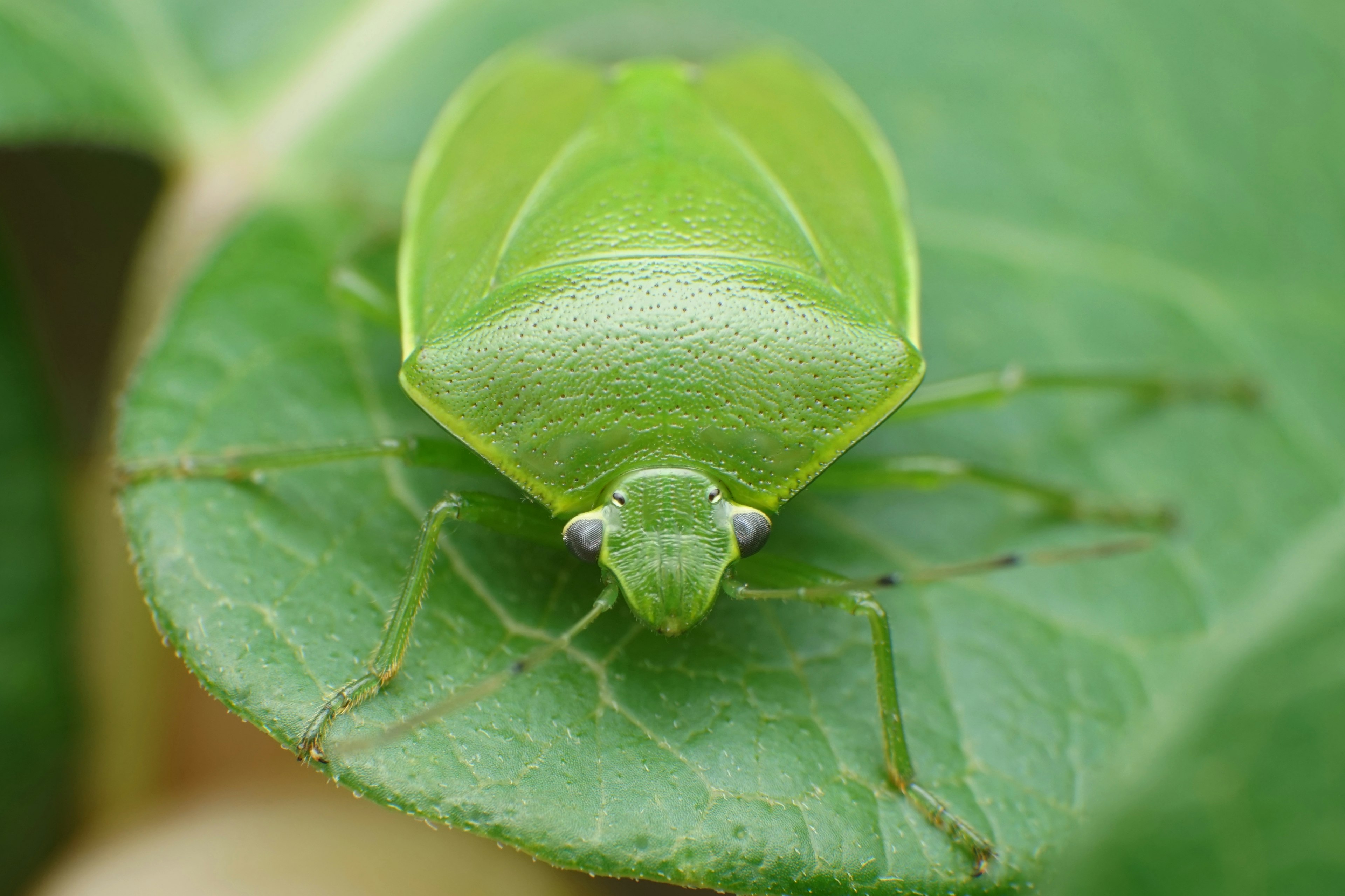 Nahaufnahme eines grünen Käfers auf einem grünen Blatt