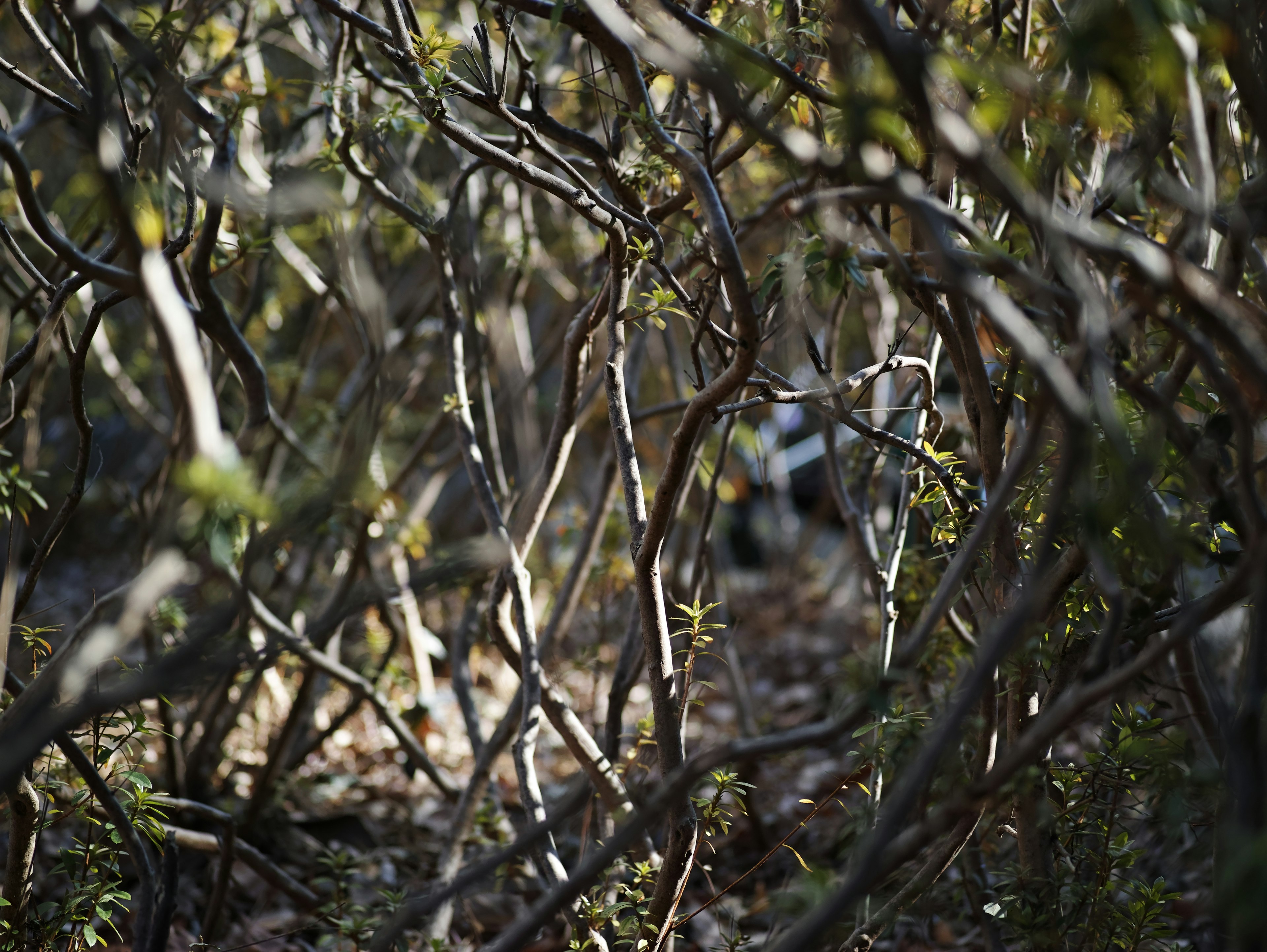 Dense thicket of intertwined branches in a forest