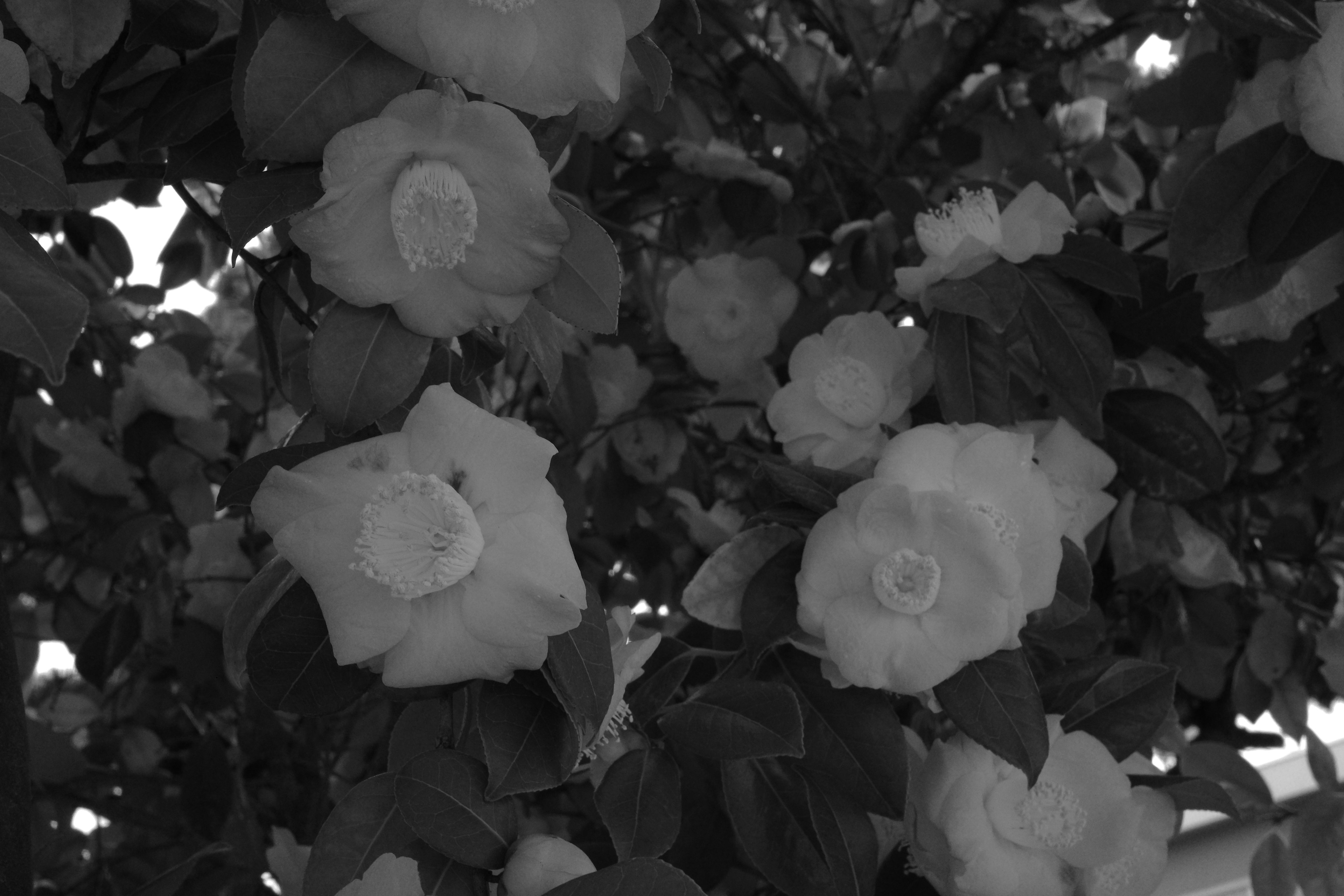 Close-up of white flowers and green leaves in black and white