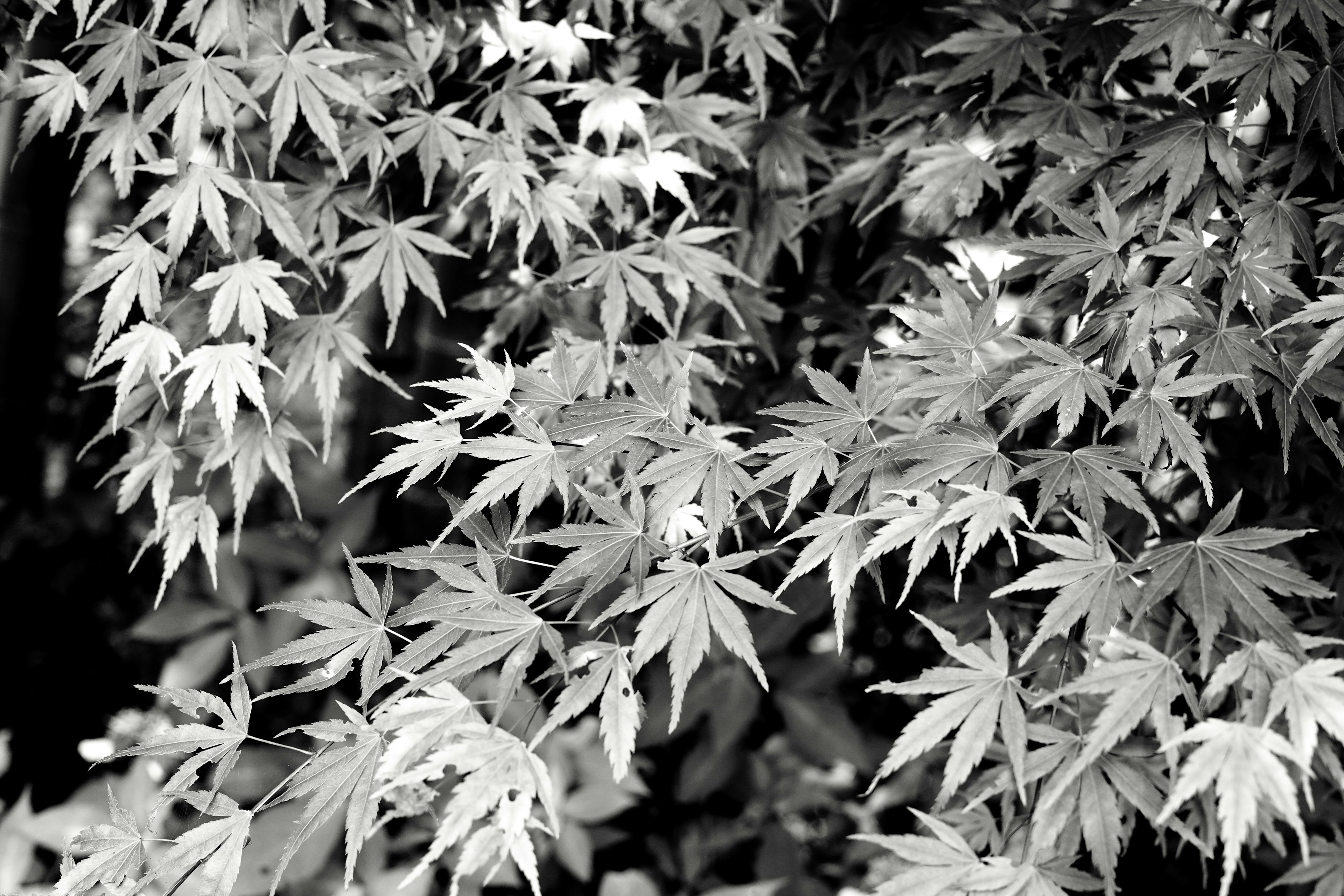 Hojas de arce en blanco y negro en primer plano