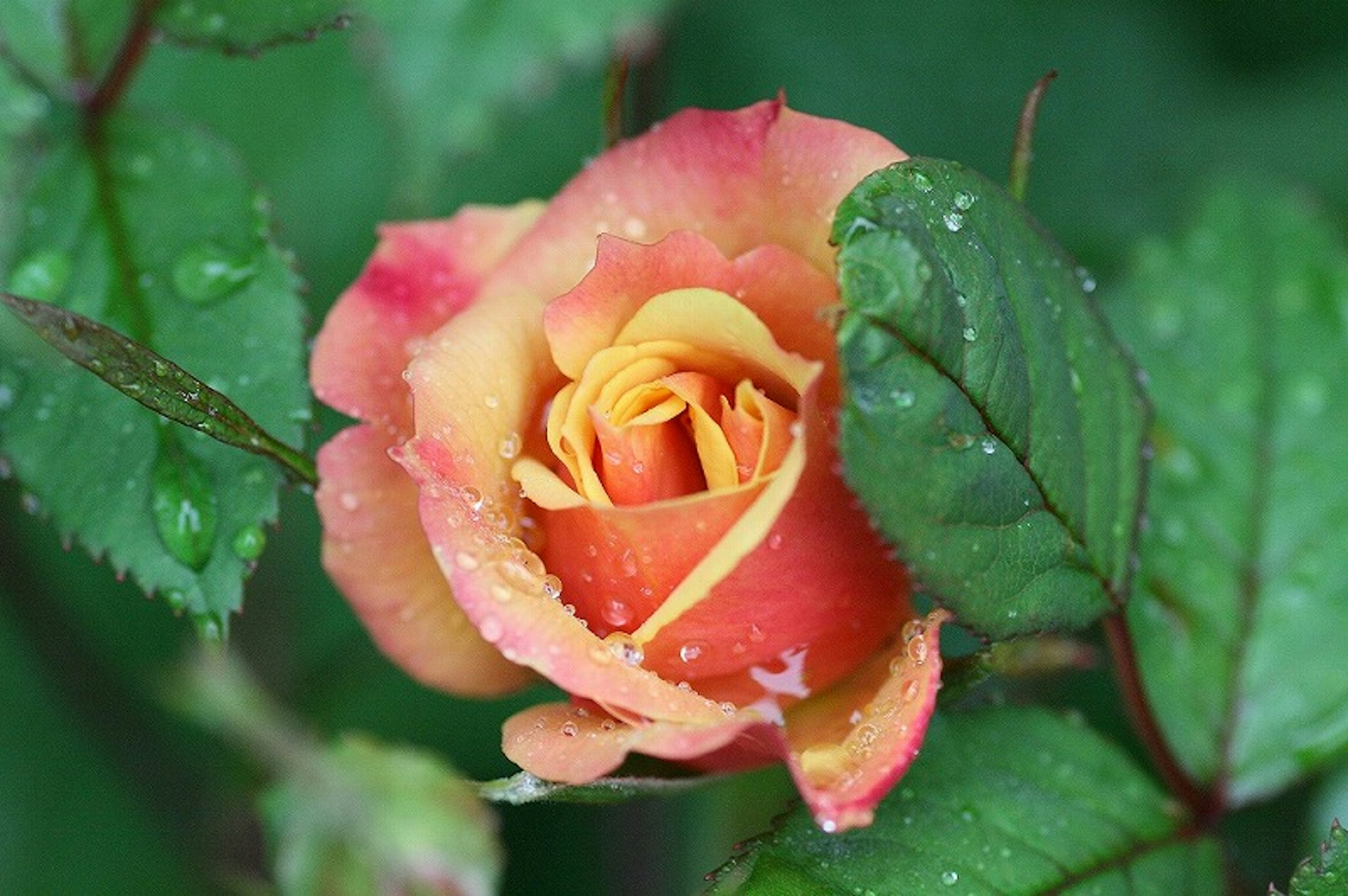 Una hermosa rosa naranja y rosa rodeada de hojas verdes