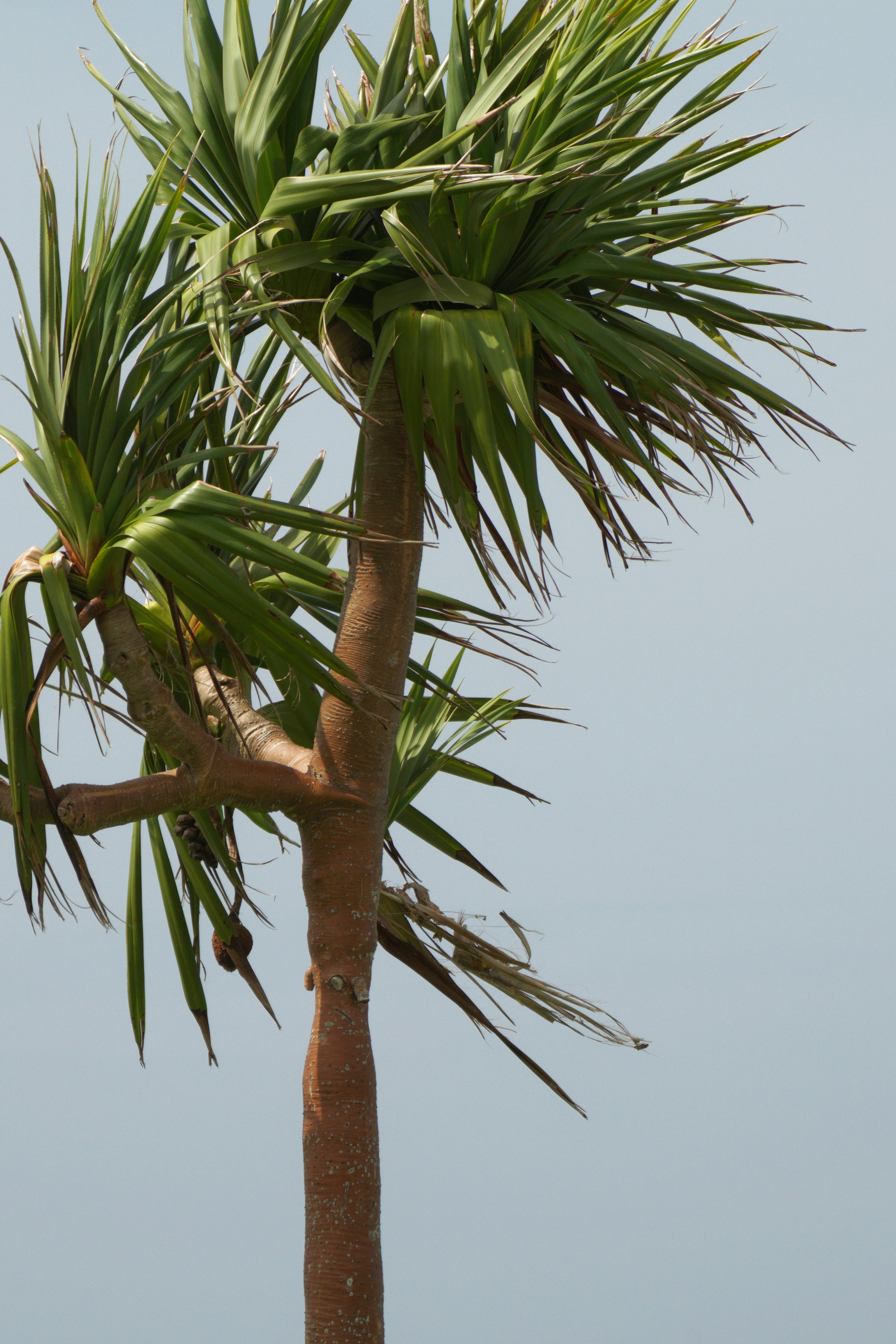 Close-up of a palm tree under a clear sky