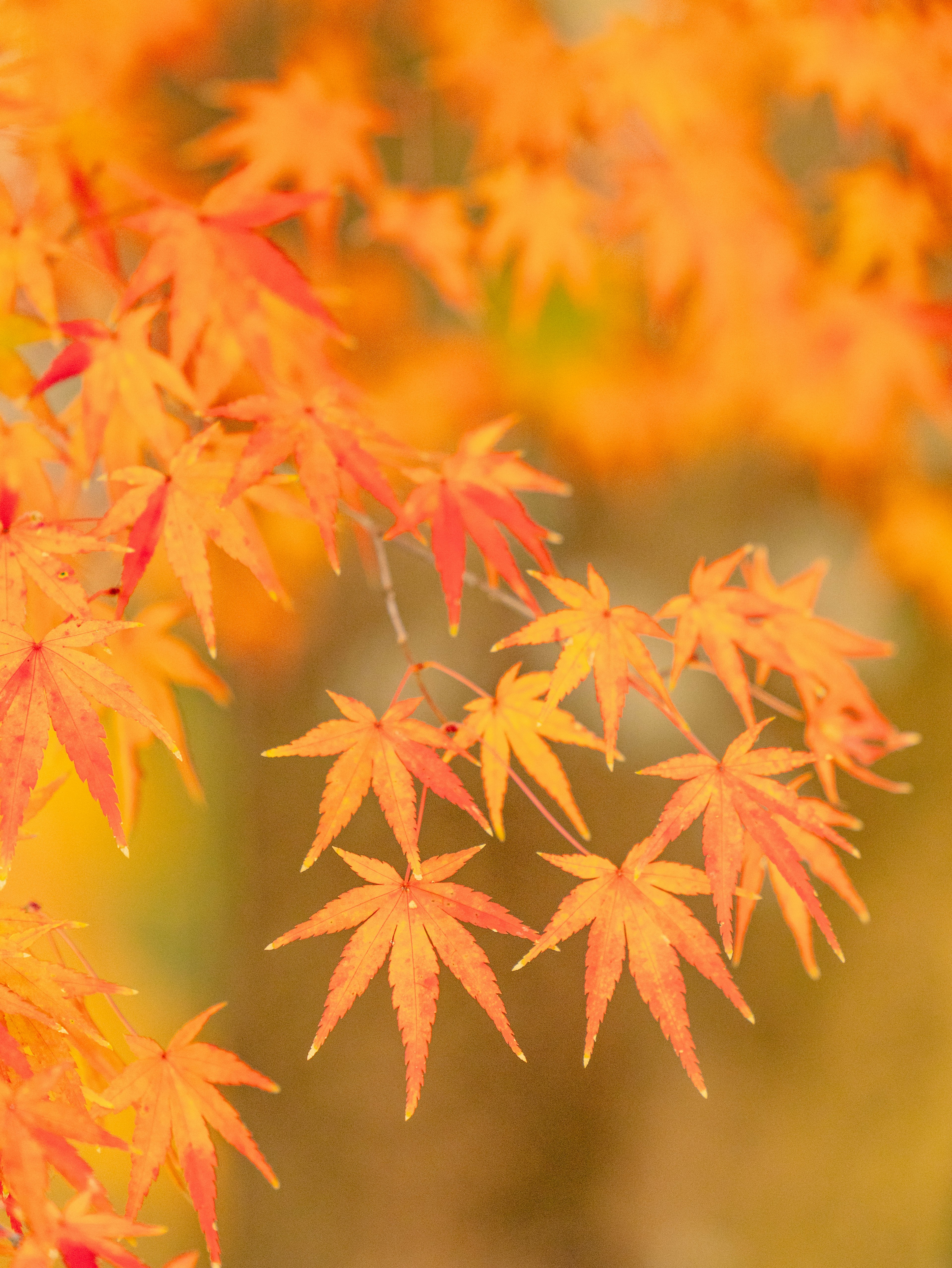 Leuchtend orange und gelbe Ahornblätter, die schön strahlen