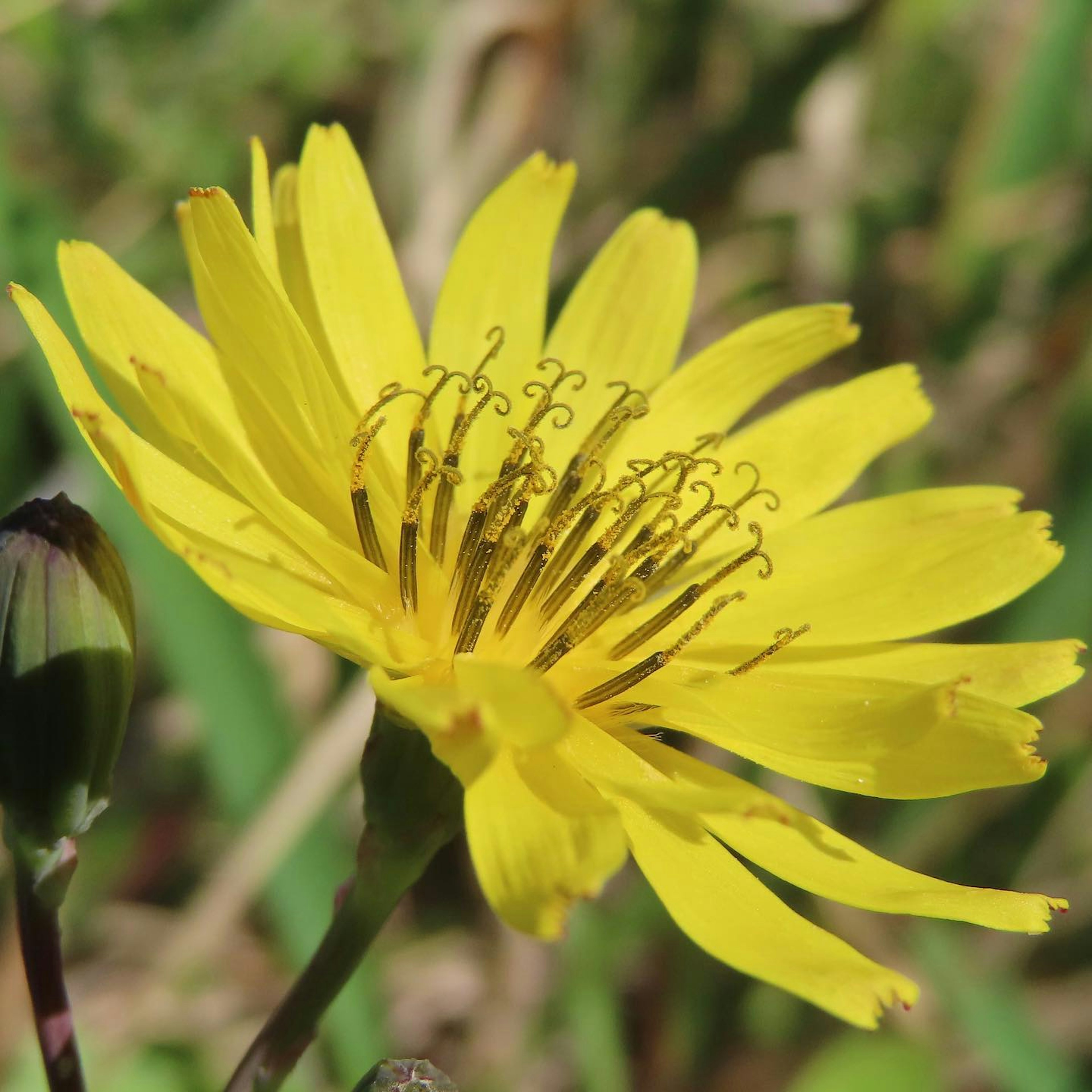 Eine lebendige gelbe Blume in Blüte