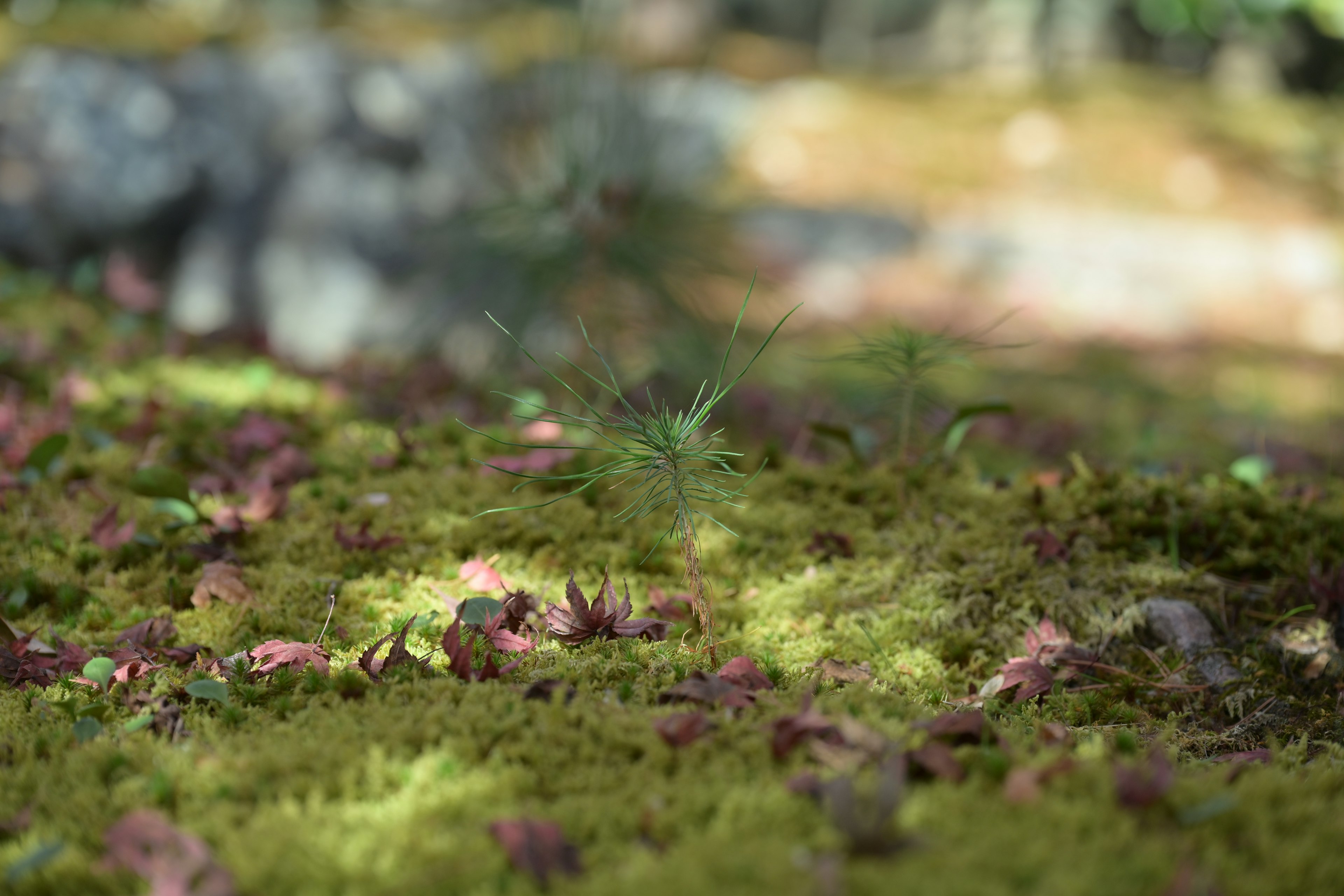 緑の苔と赤い葉が散らばる静かな自然の景色