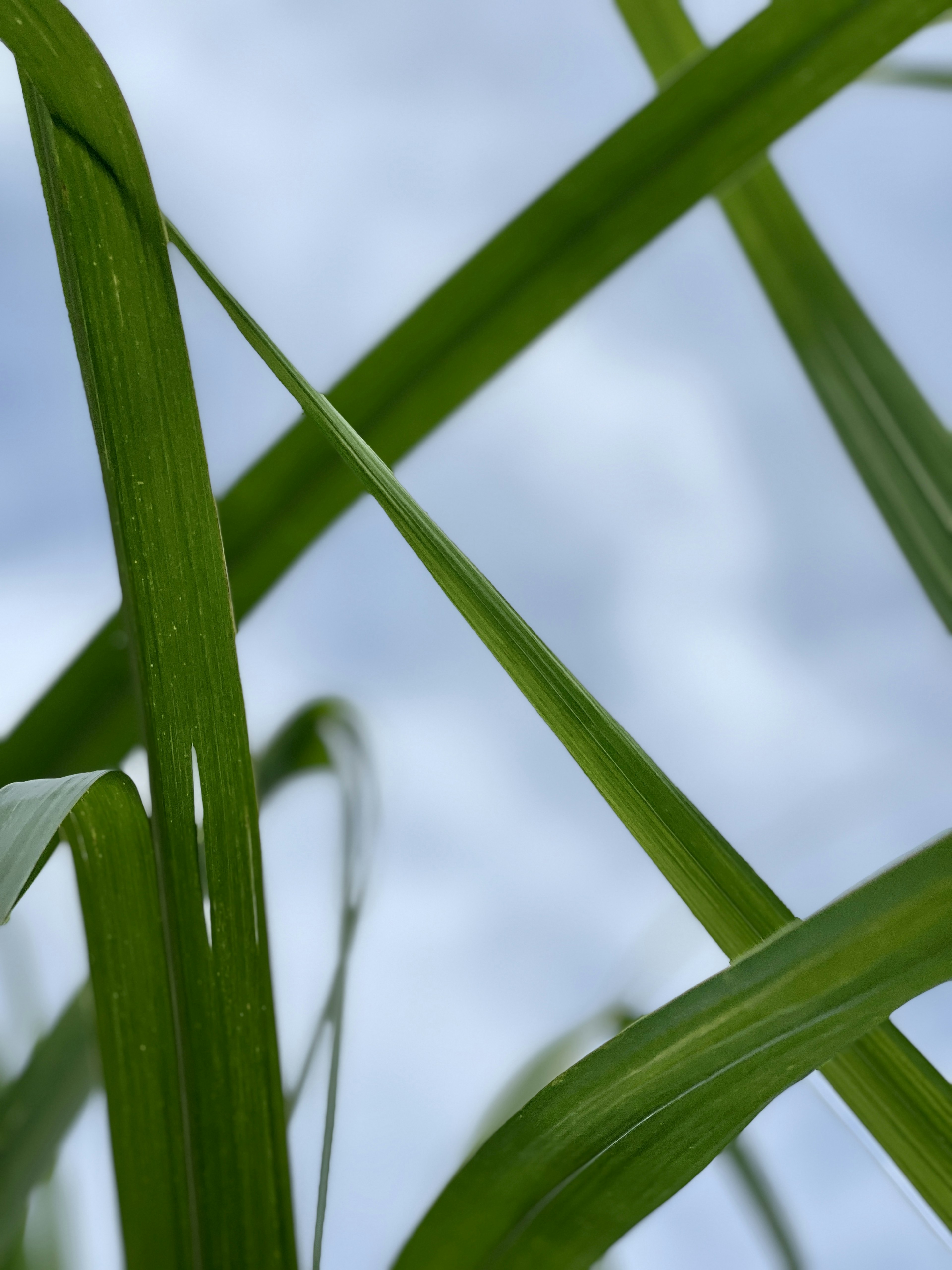 Hojas de hierba verdes que se cruzan bajo un cielo azul