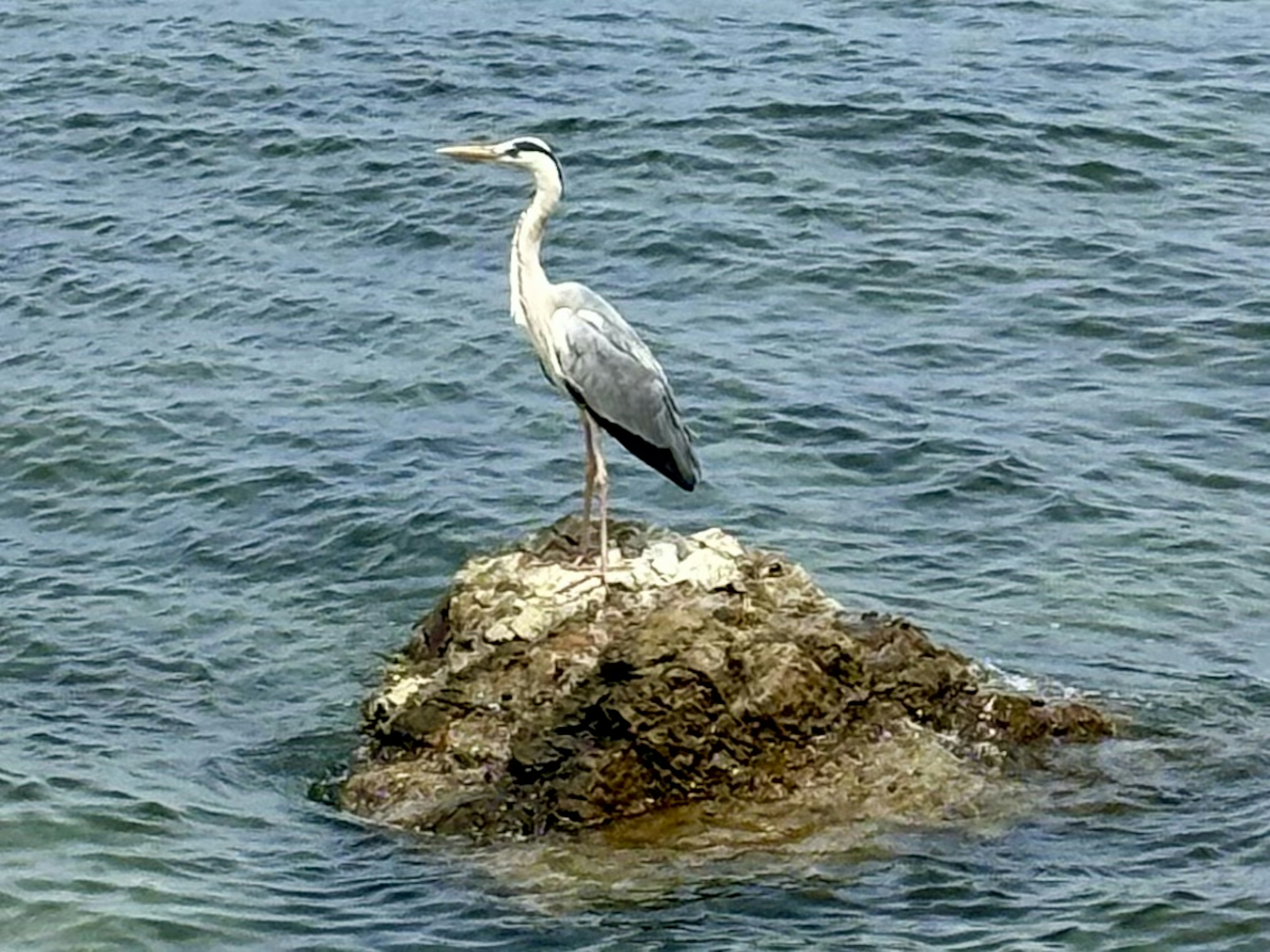 青い海の上の岩に立つサギ