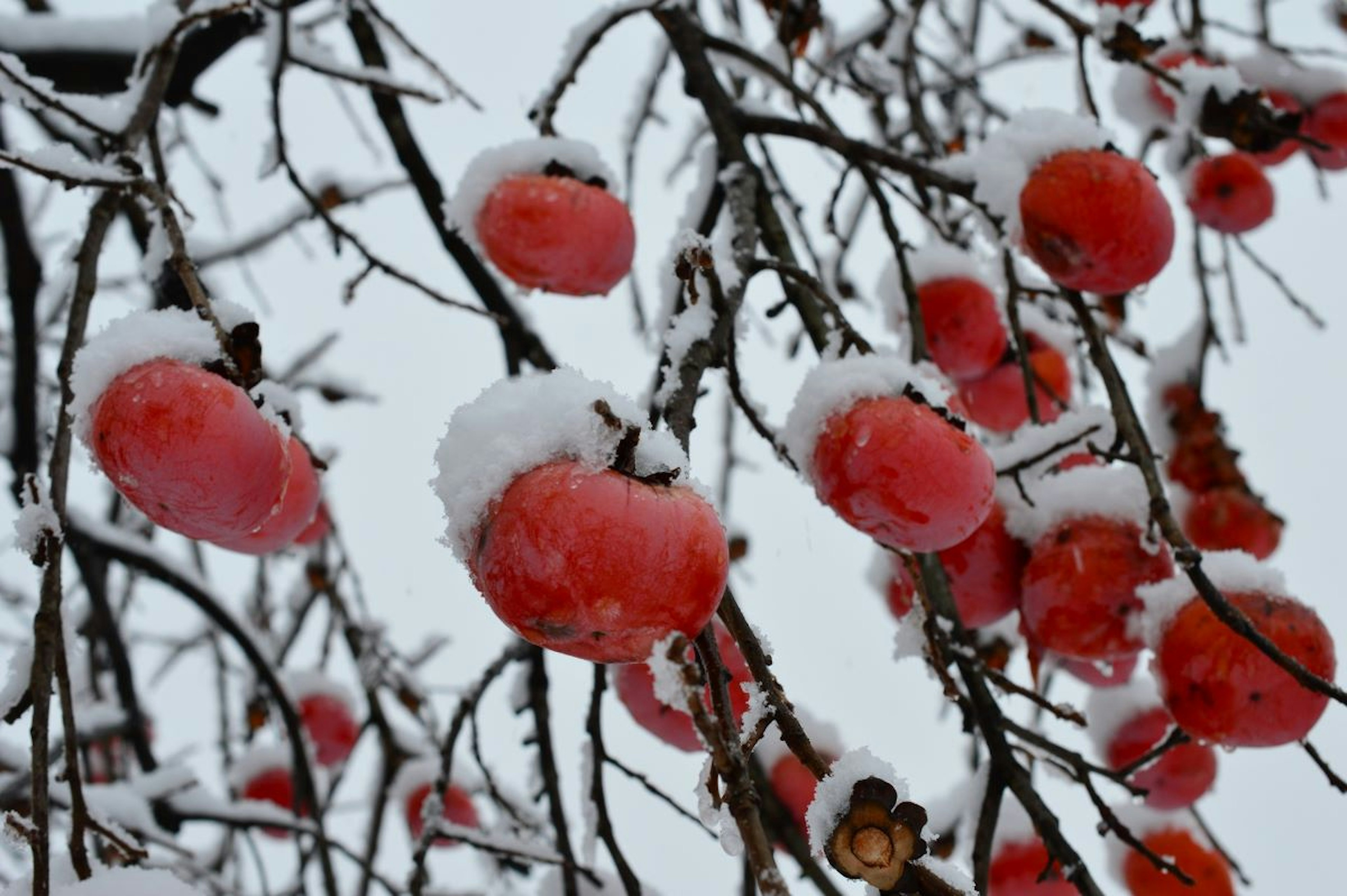 Frutas rojas colgando de ramas cubiertas de nieve