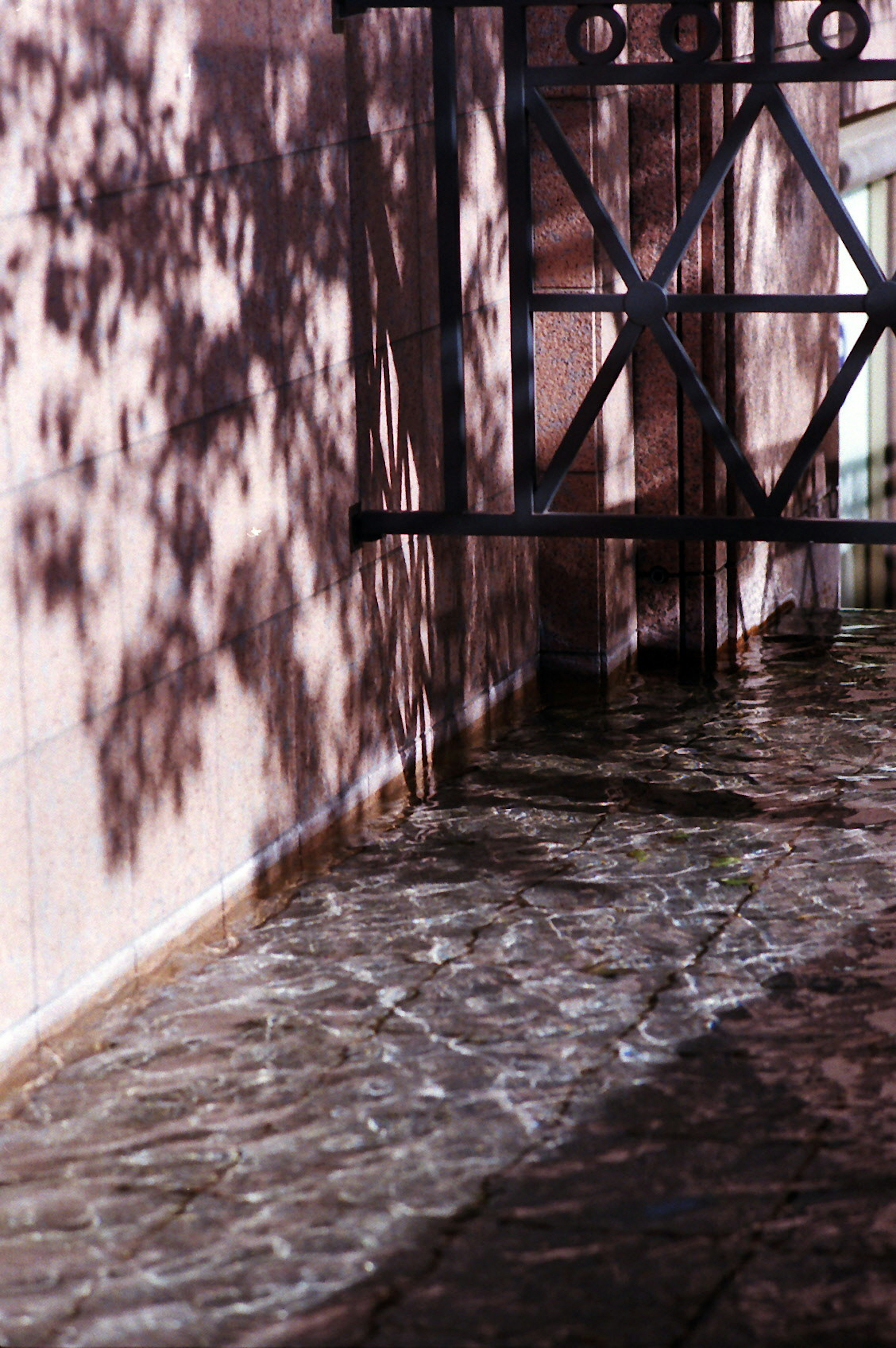 Reflection of shadows on water with a pink wall