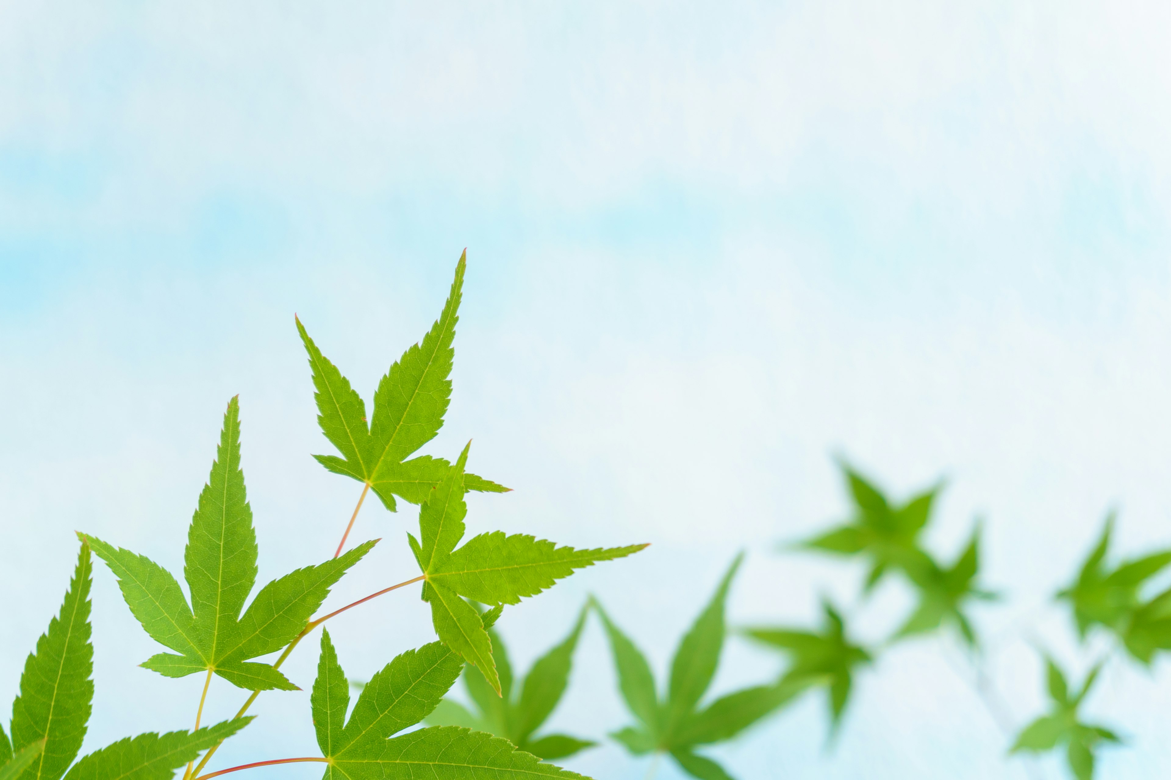 Vibrant green leaves against a blue sky