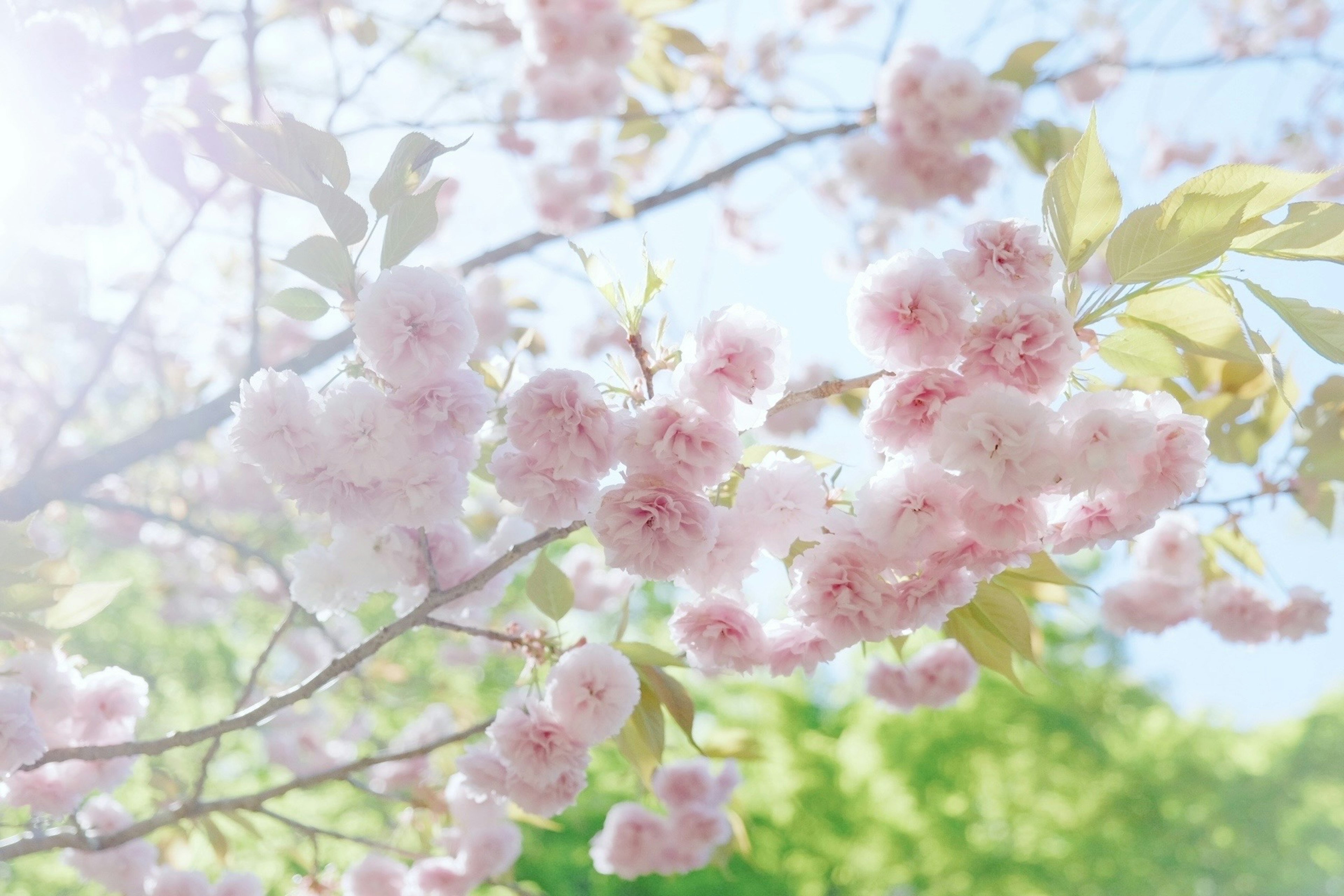 Primo piano di rami di ciliegio con fiori rosa sfondo luminoso con un verde tenue