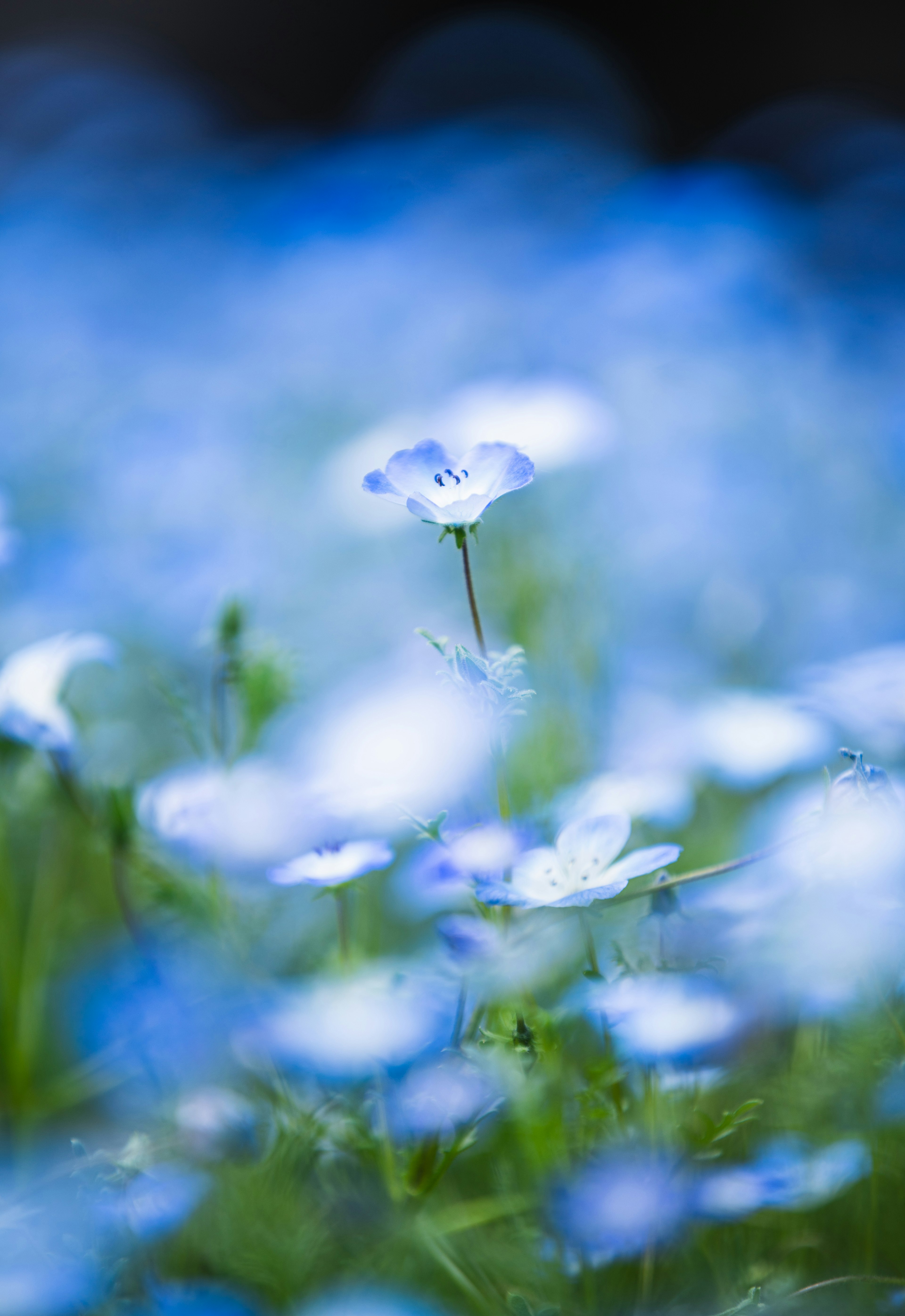 Unscharfes Bild eines Feldes blühender blauer Blumen