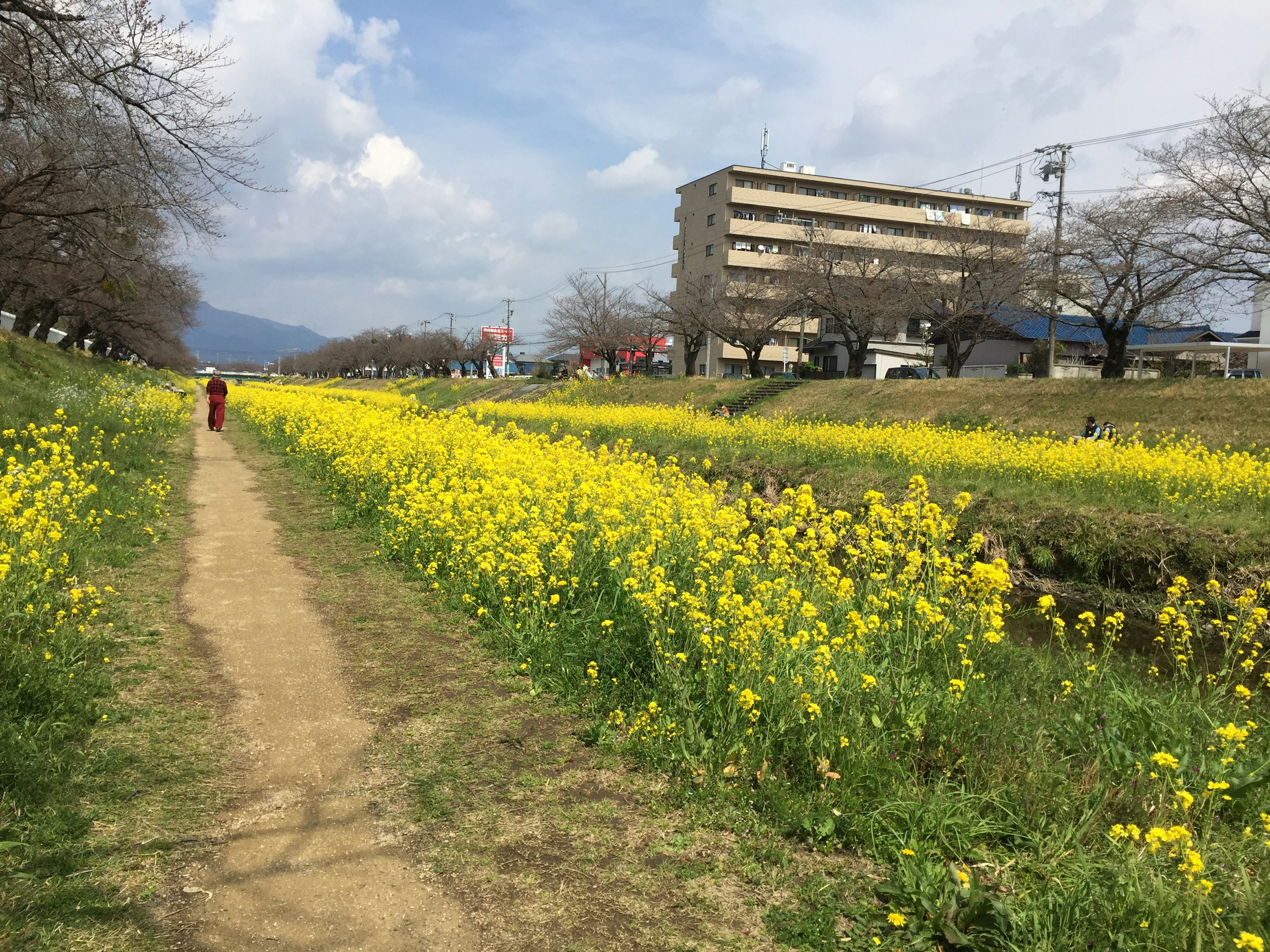 Feld mit gelben Rapsblumen entlang eines Weges am Fluss unter einem blauen Himmel