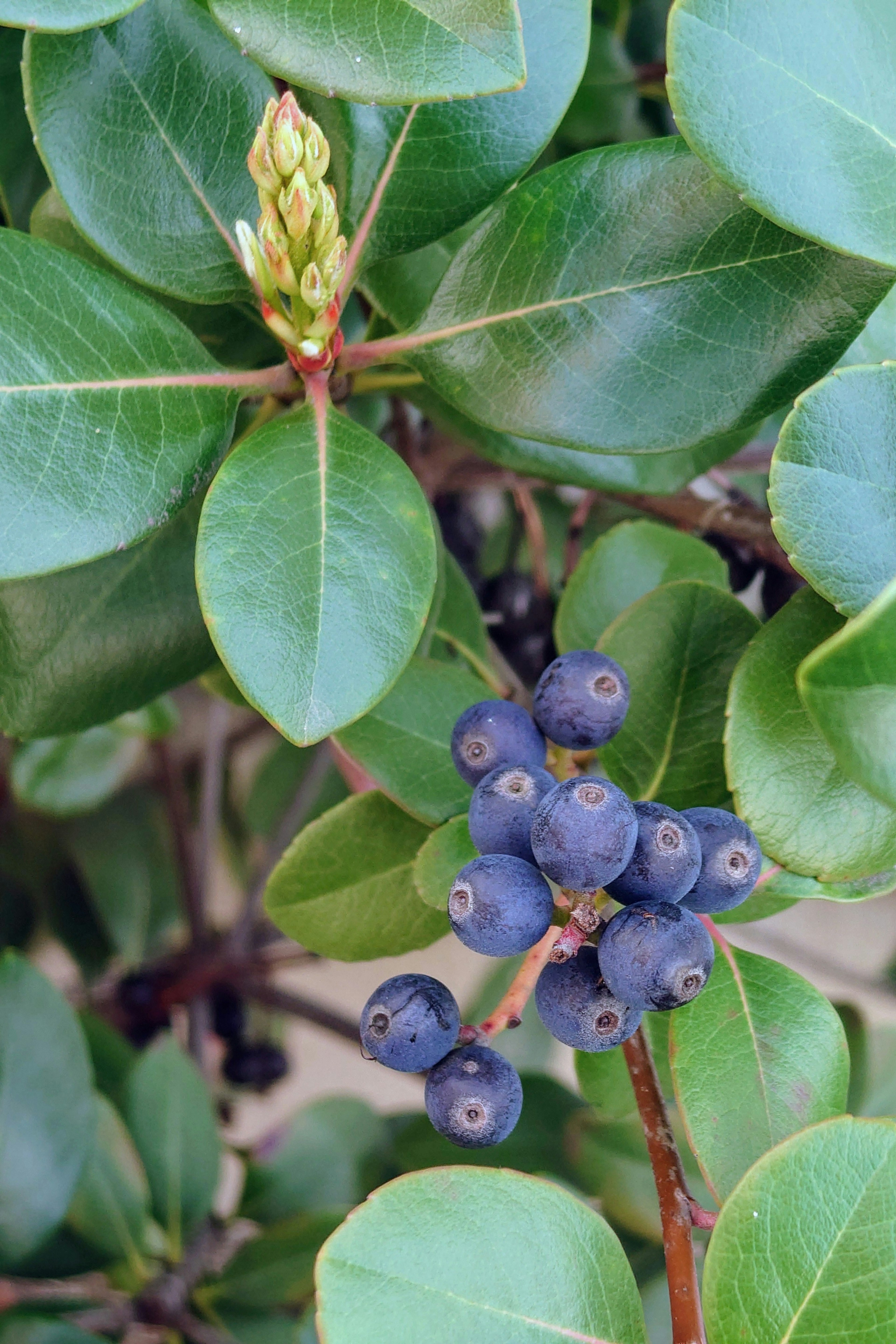 Purple berries among green leaves with a budding flower