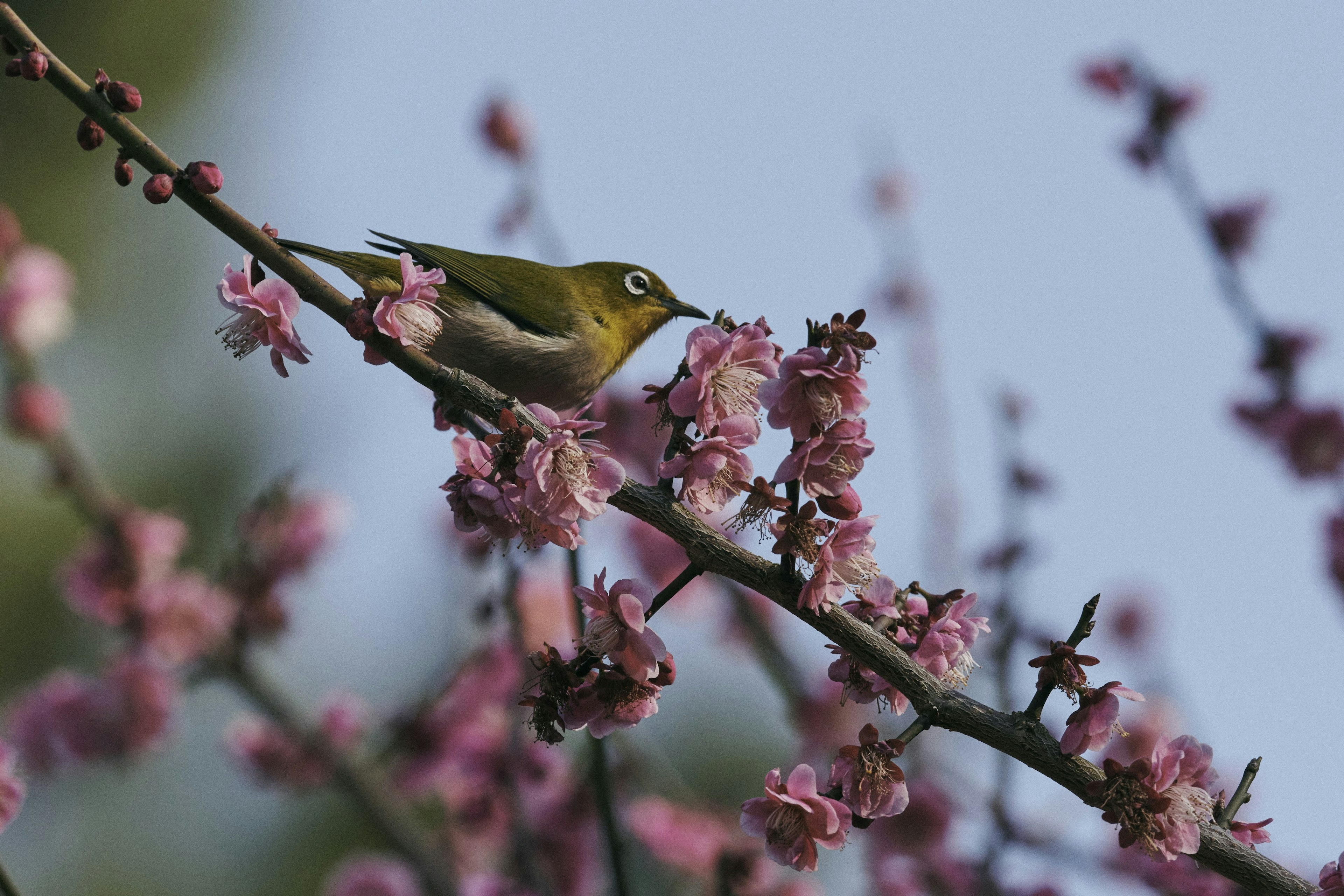 Small bird perched on a branch of pink flowers under a blue sky