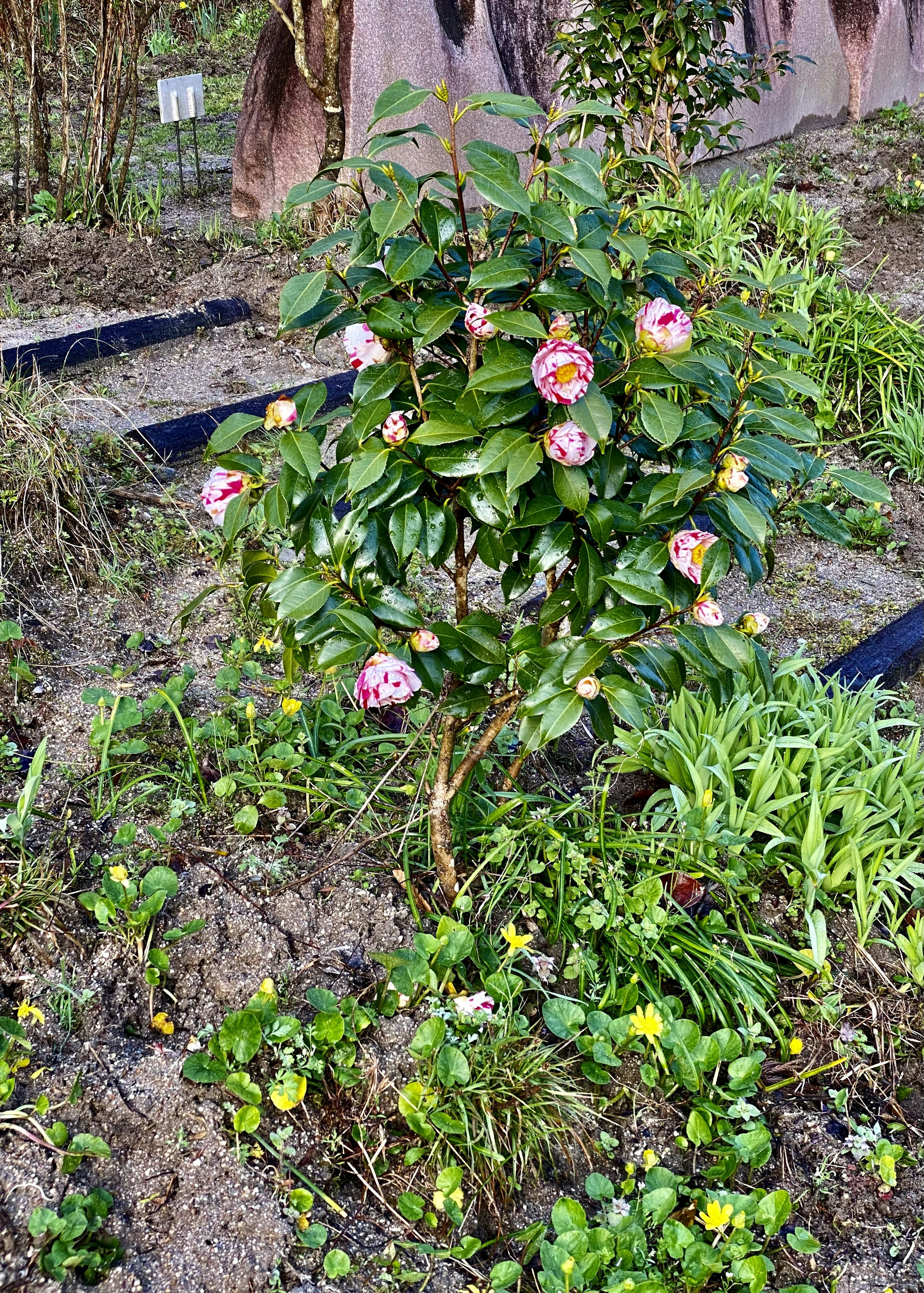 色とりどりの花が咲く小さな木と緑の植物