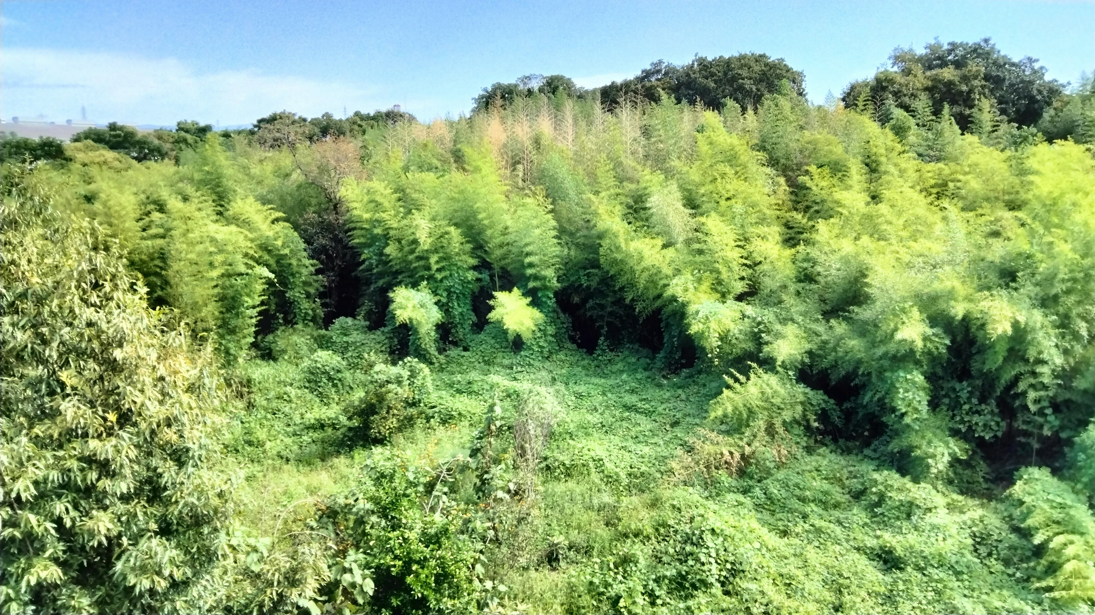 Üppige grüne Vegetation, die eine Landschaft bedeckt