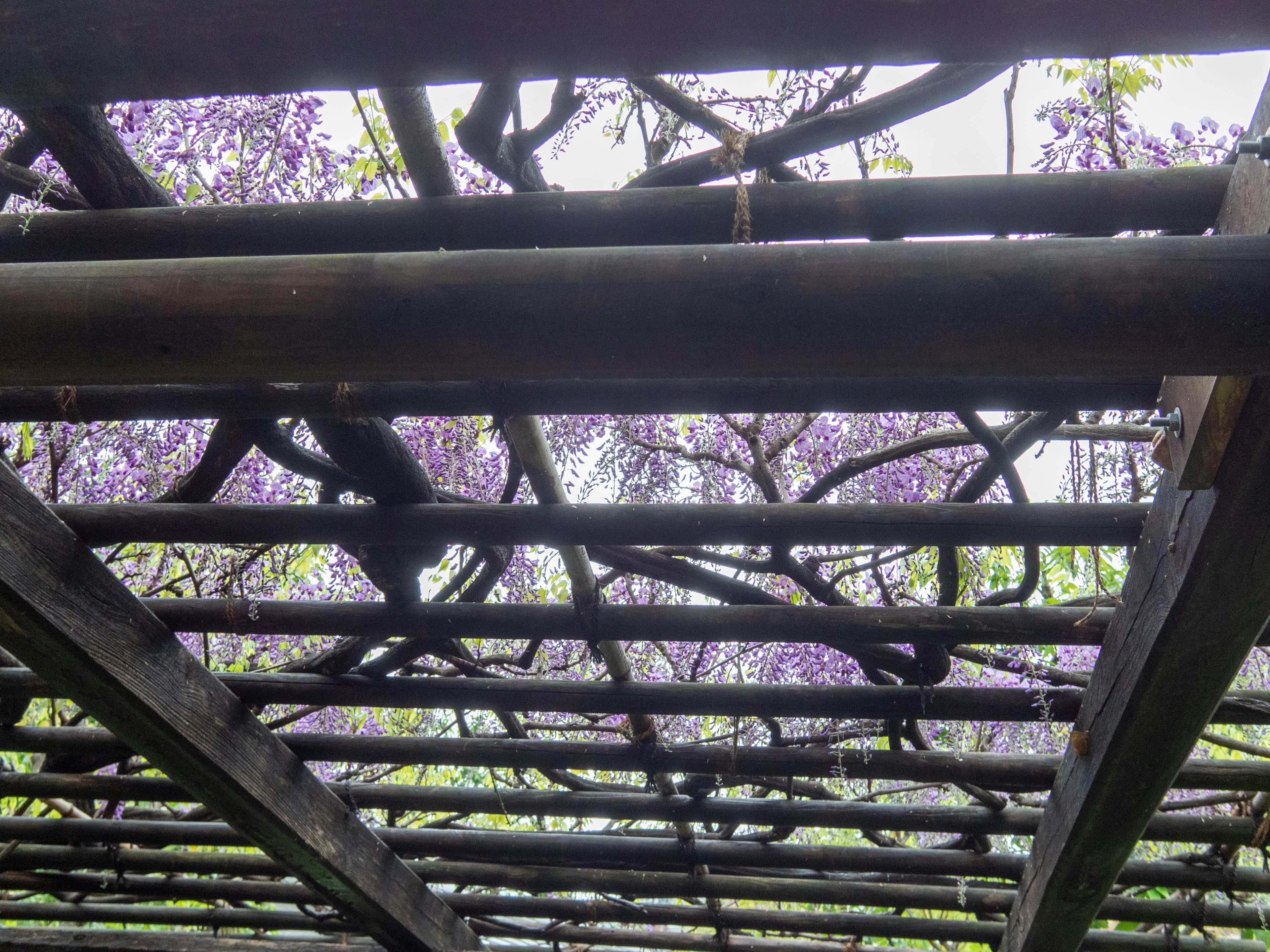 Pergola kayu dengan tanaman merambat berbunga ungu di atas