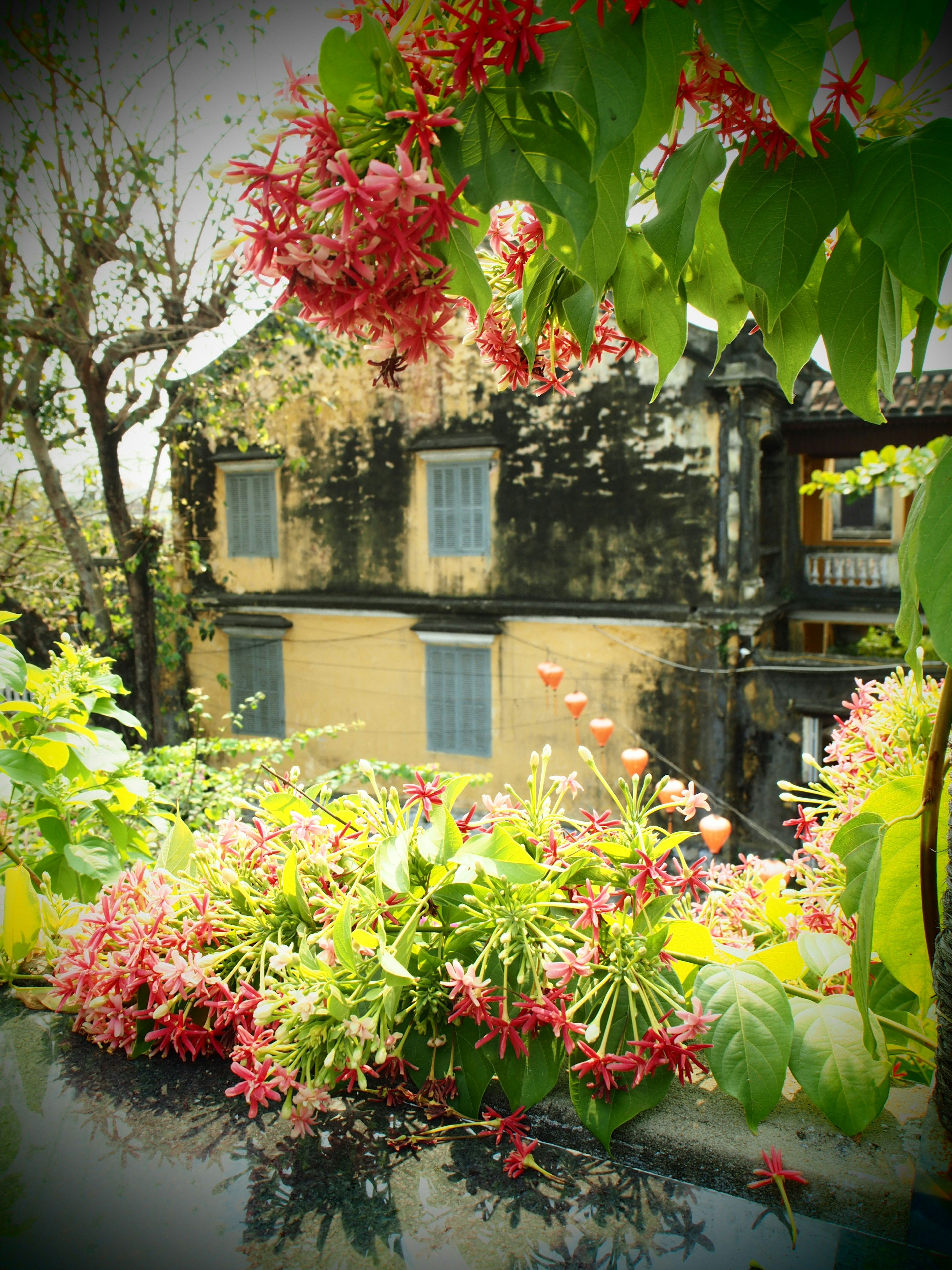 Una scena vibrante con fiori in fiore che circondano una vecchia casa