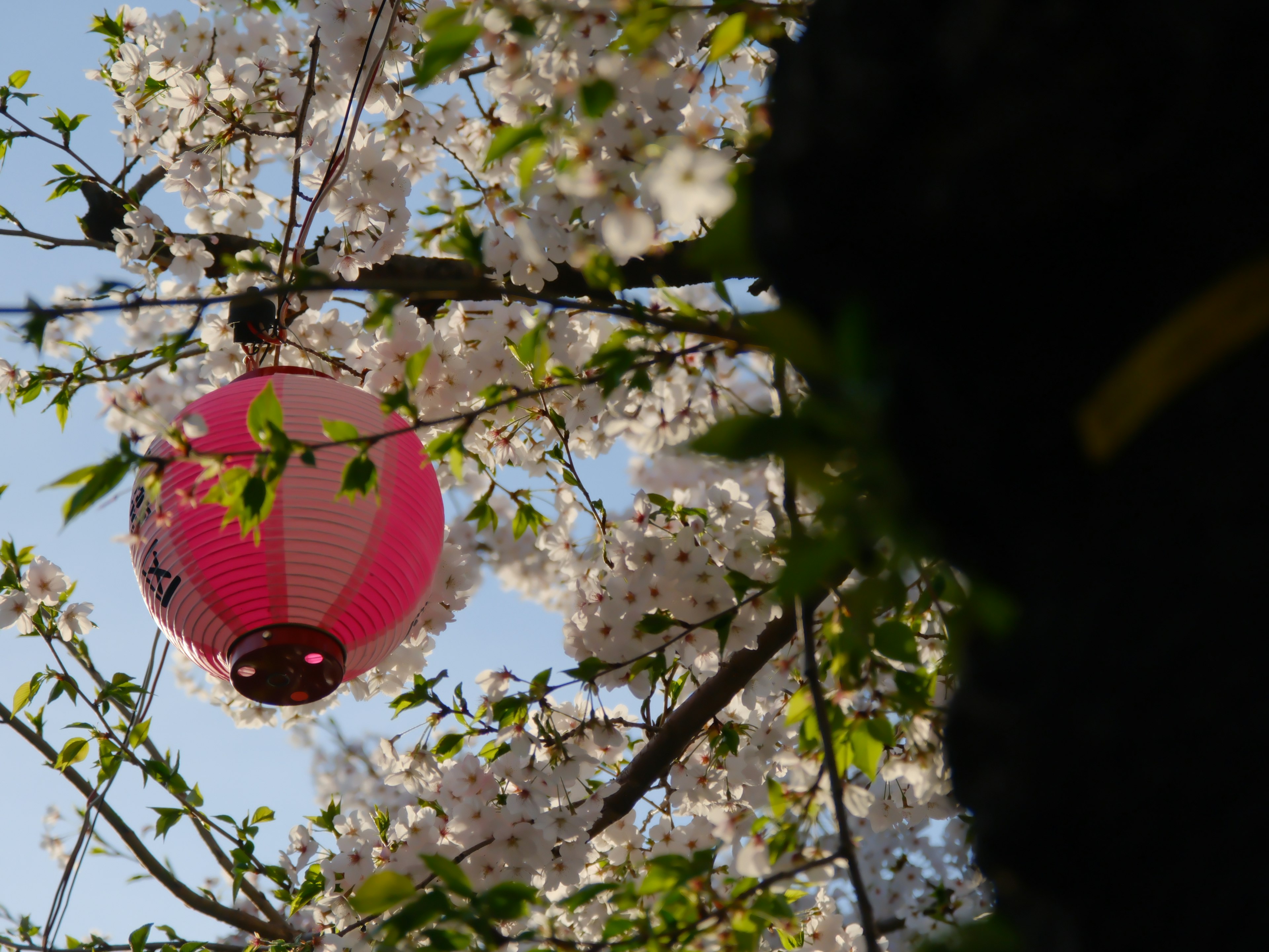 Cherry blossoms and a pink lantern against a blue sky