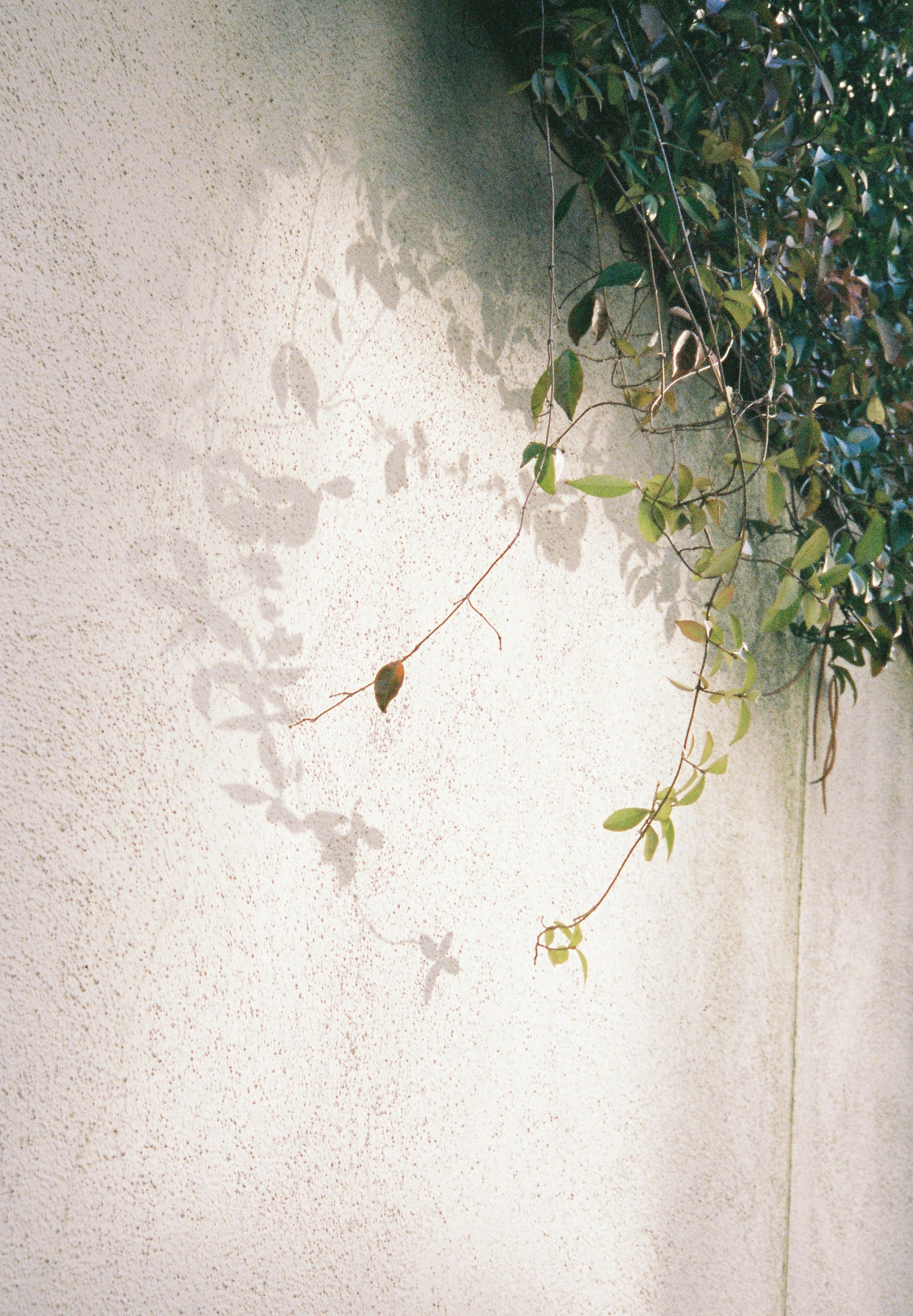 壁に映る植物の影と緑の葉