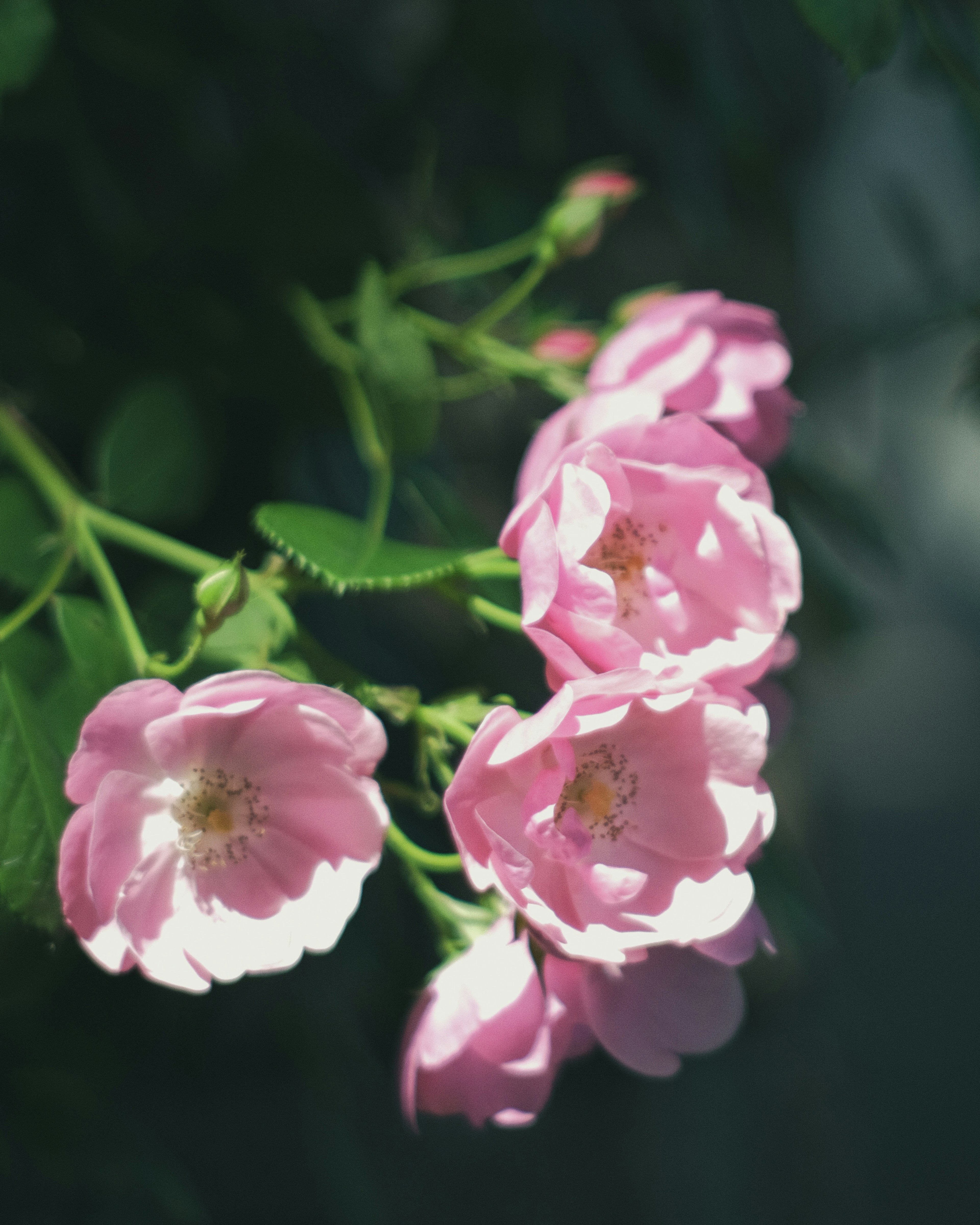 Ein Zweig mit schönen rosa Blumen in voller Blüte