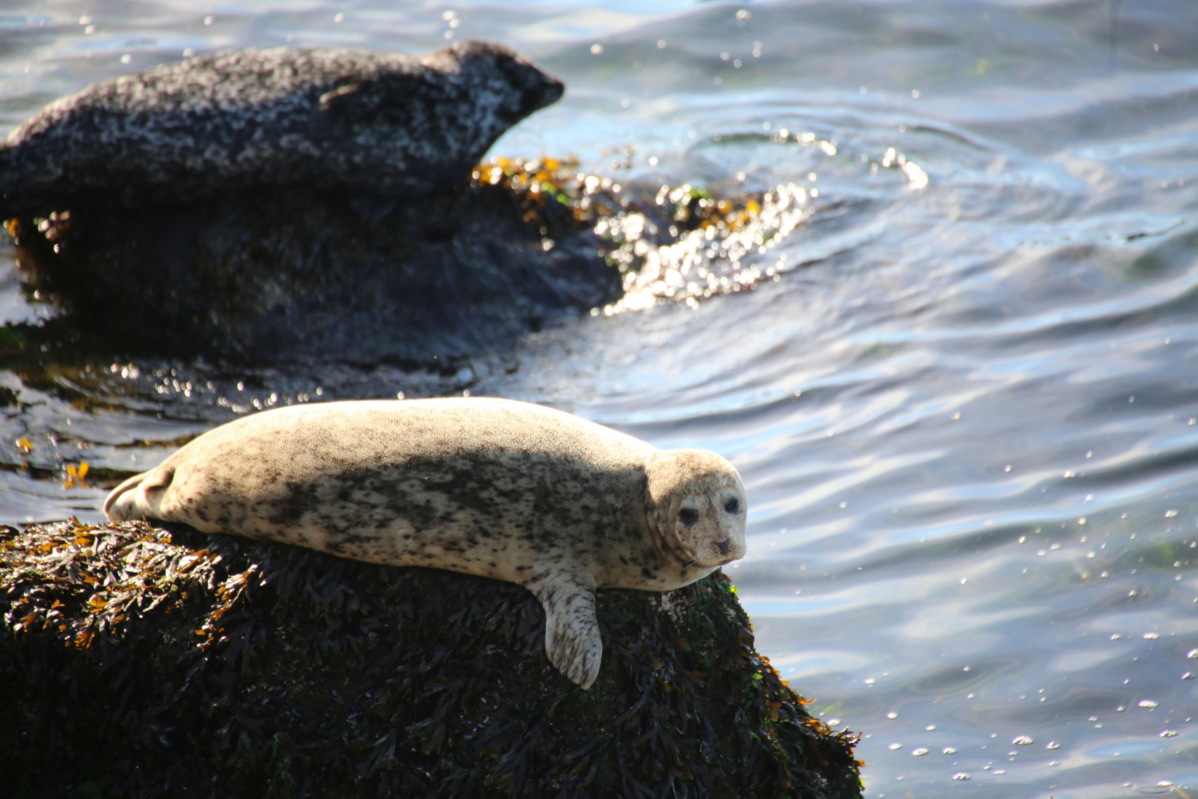 Seal resting on a rock with rippling water in the background