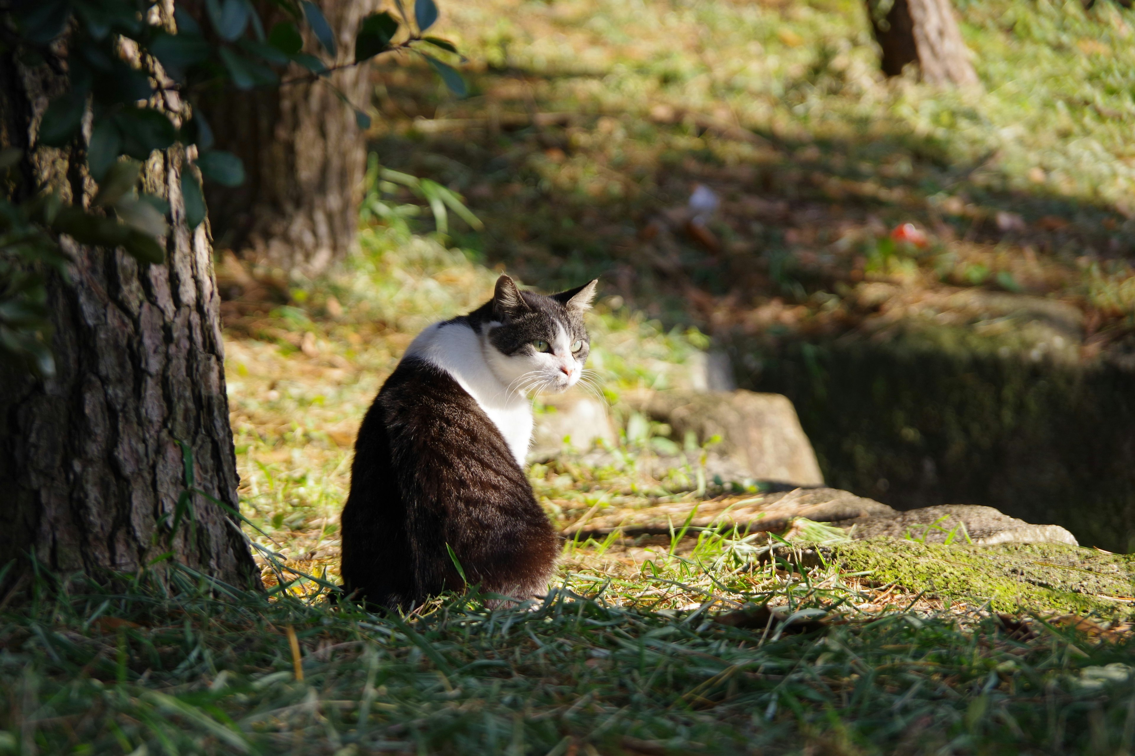 Eine weiße und braune Katze sitzt neben einem Baum