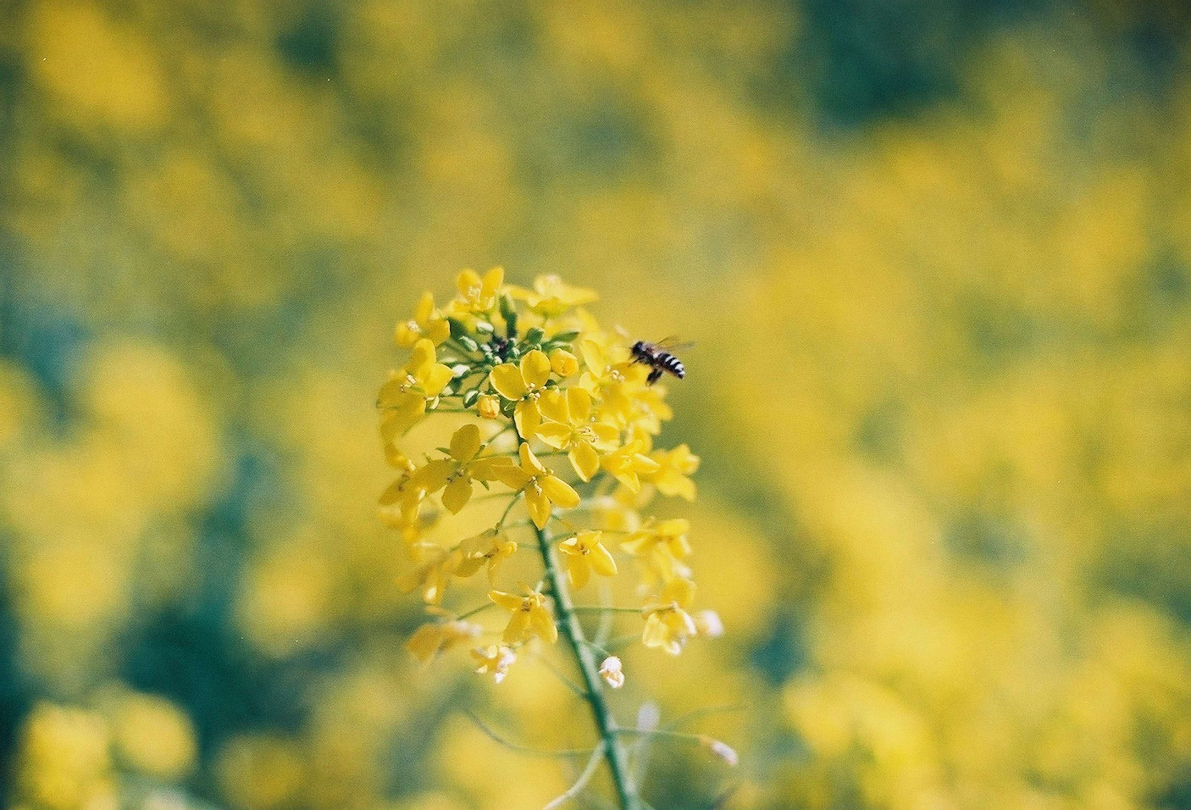 黄色い花とその周りにいる蜂