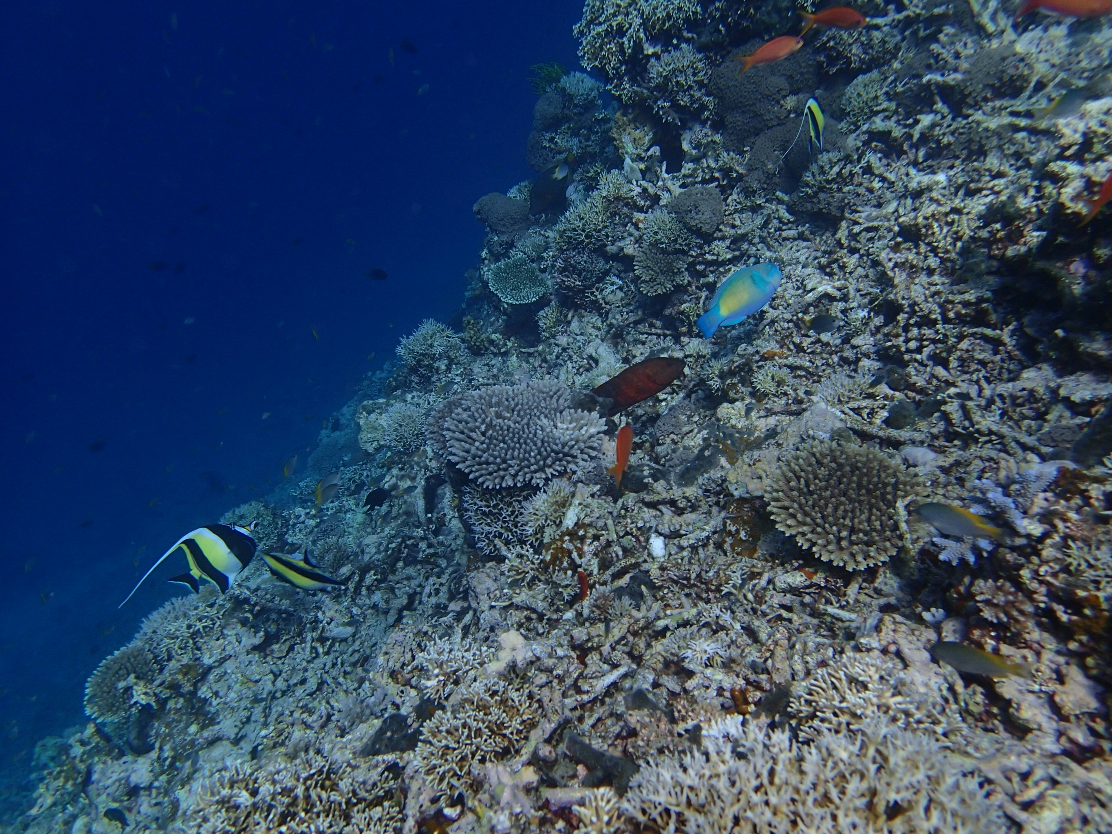 色とりどりの魚とサンゴ礁が広がる海底の風景