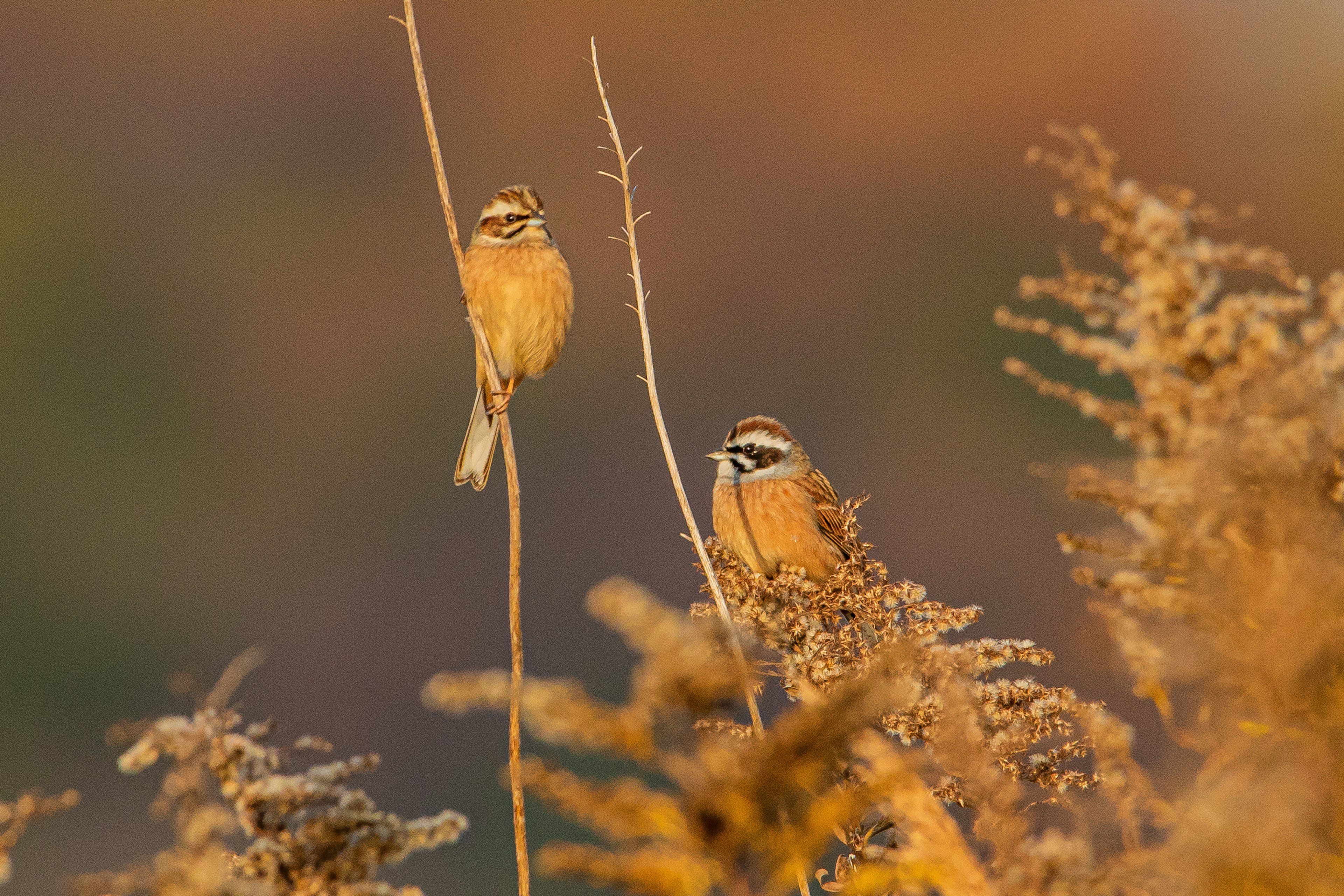 Due piccoli uccelli appollaiati su piante secche in un paesaggio dai colori caldi