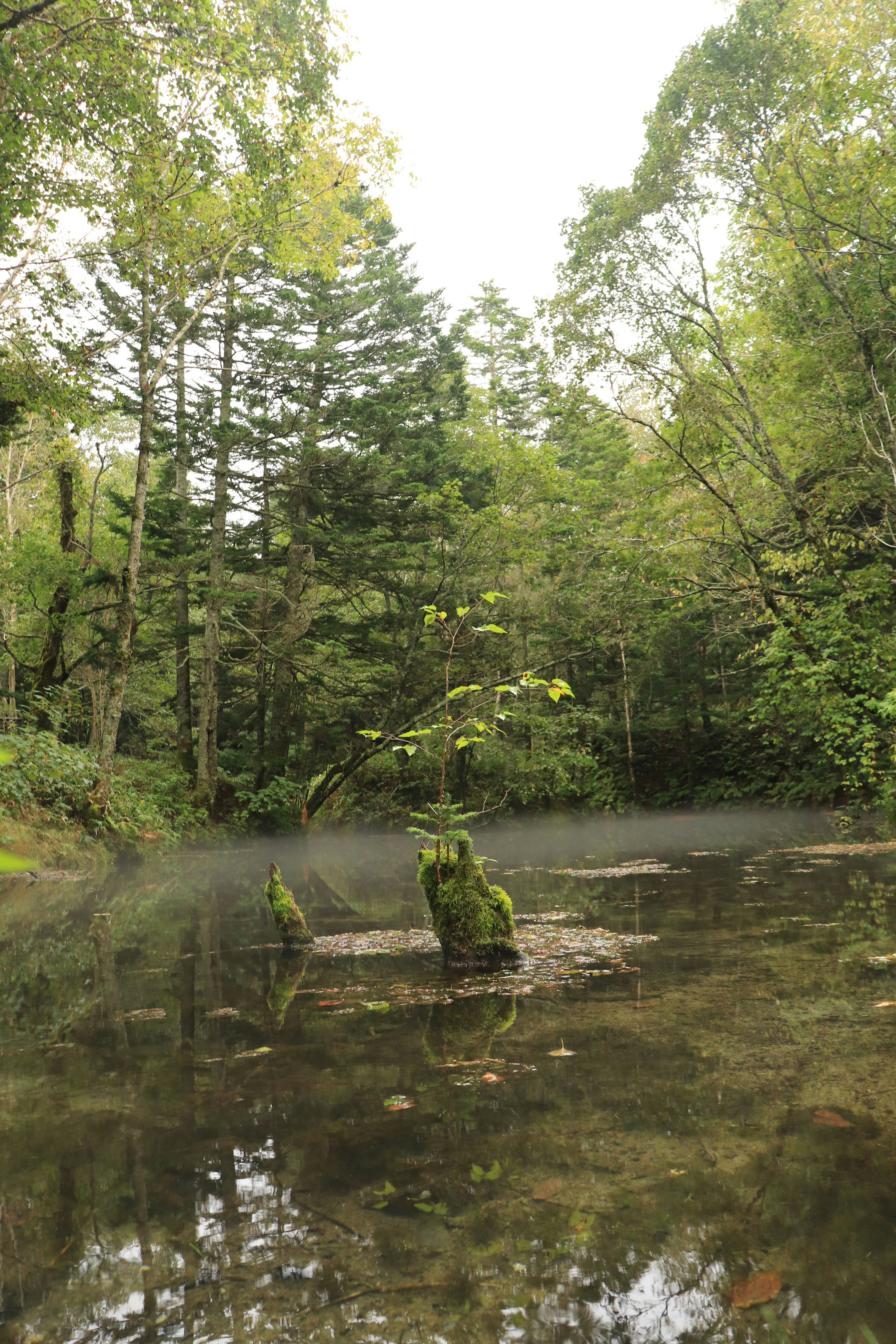 Serene pond surrounded by lush green trees and foliage