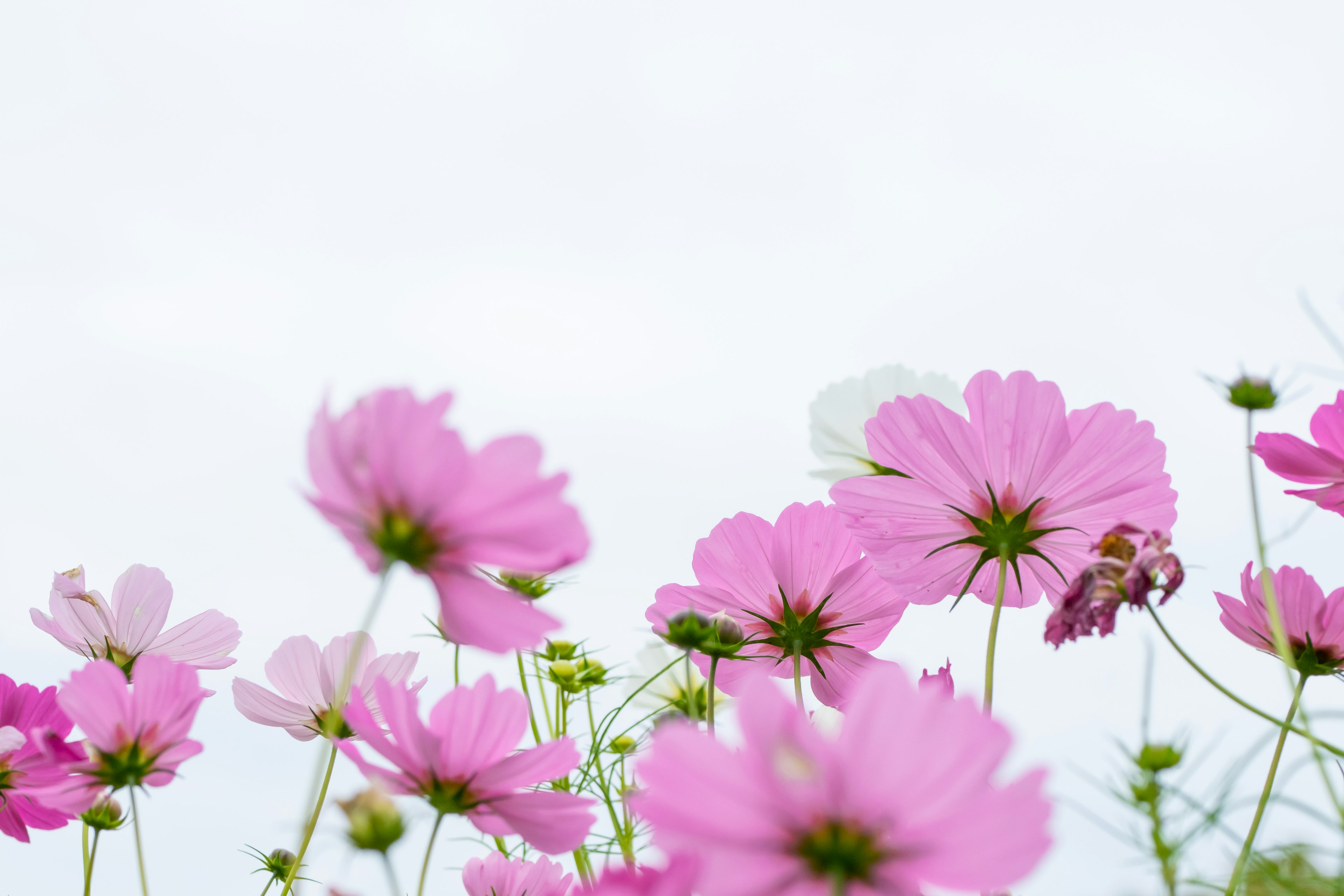 Pink cosmos flowers blooming with a soft background