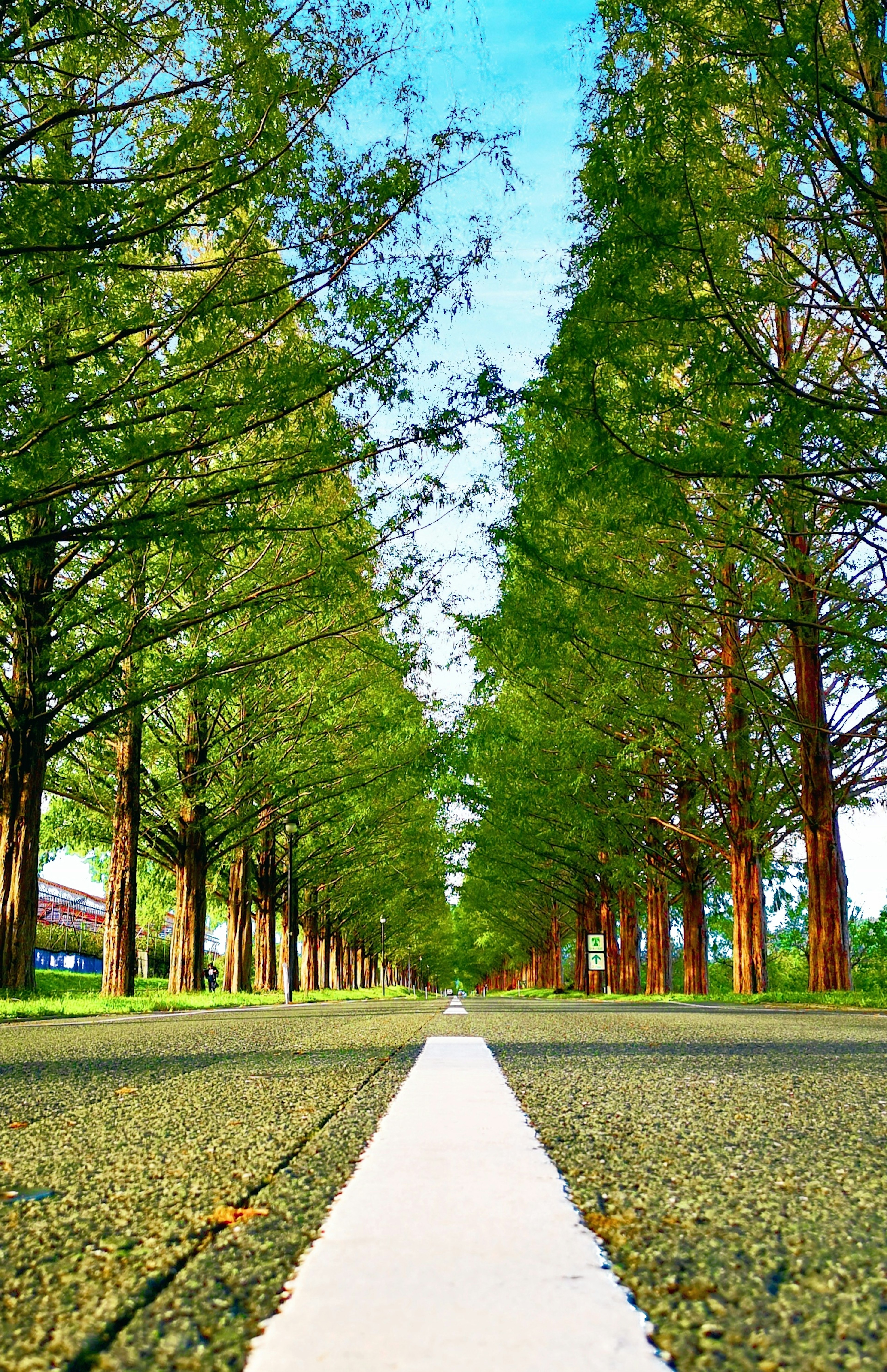 Image of a paved pathway surrounded by green trees