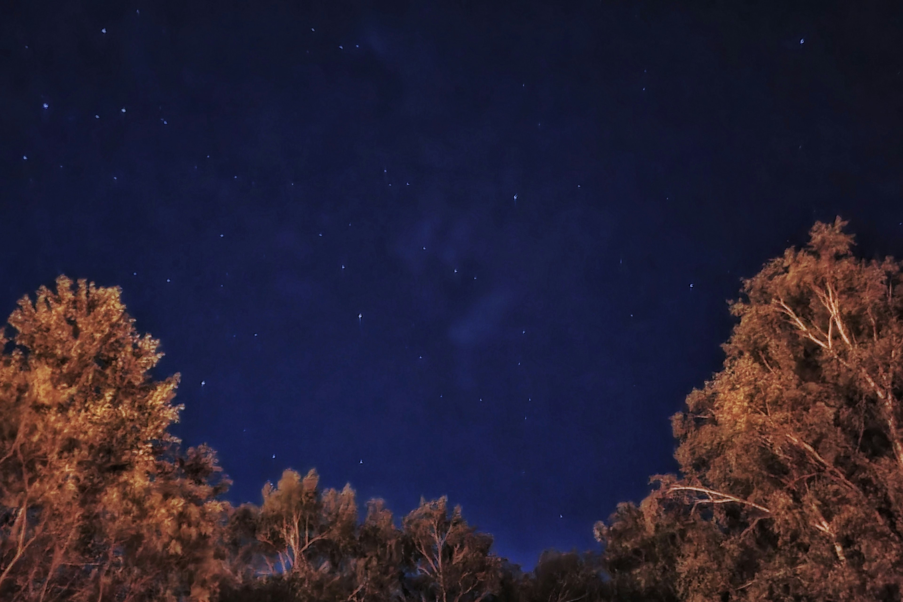 夜空に輝く星々と周囲の木々のシルエット