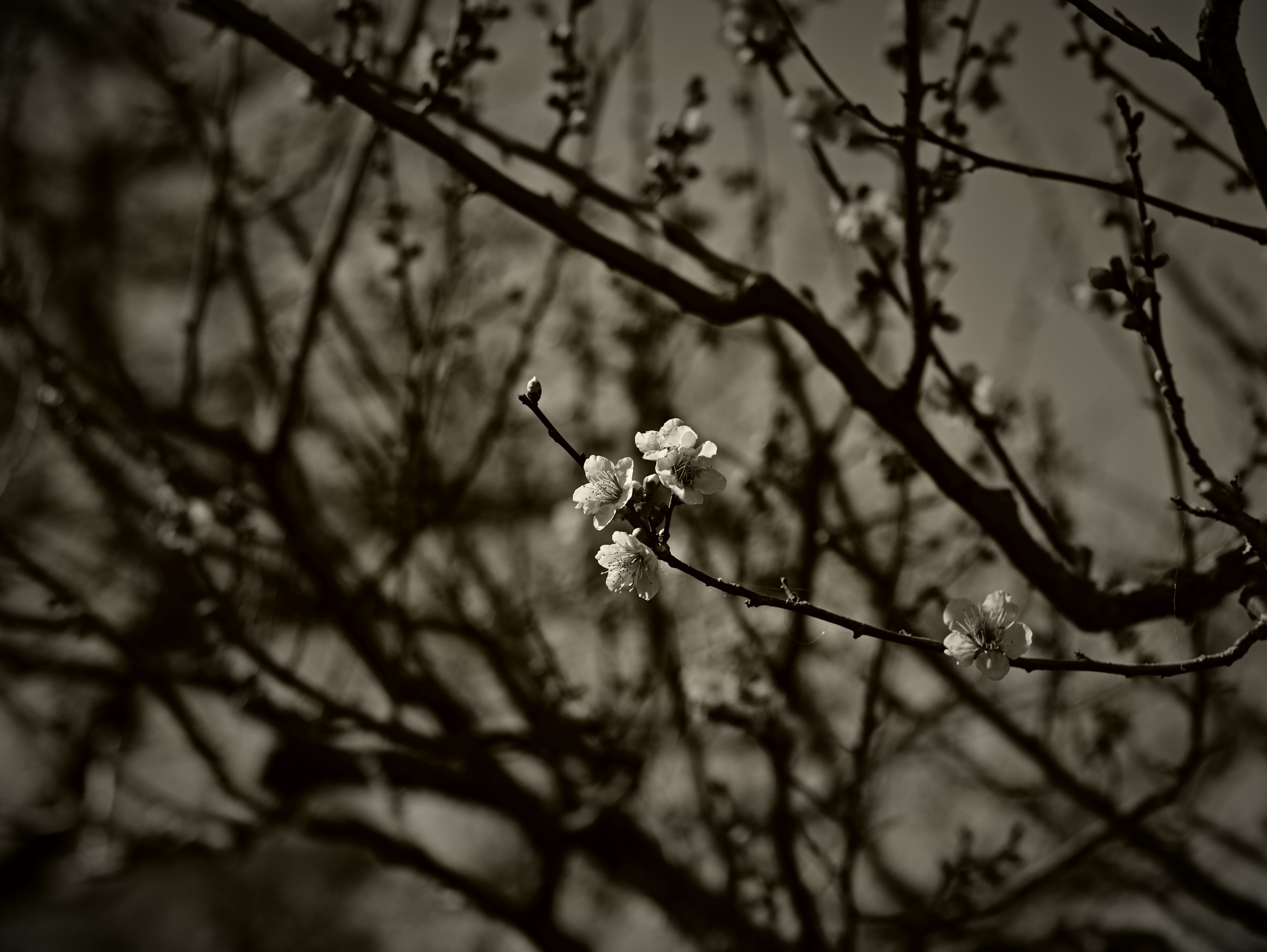 Close-up of white flowers on tree branches with a blurred dark background