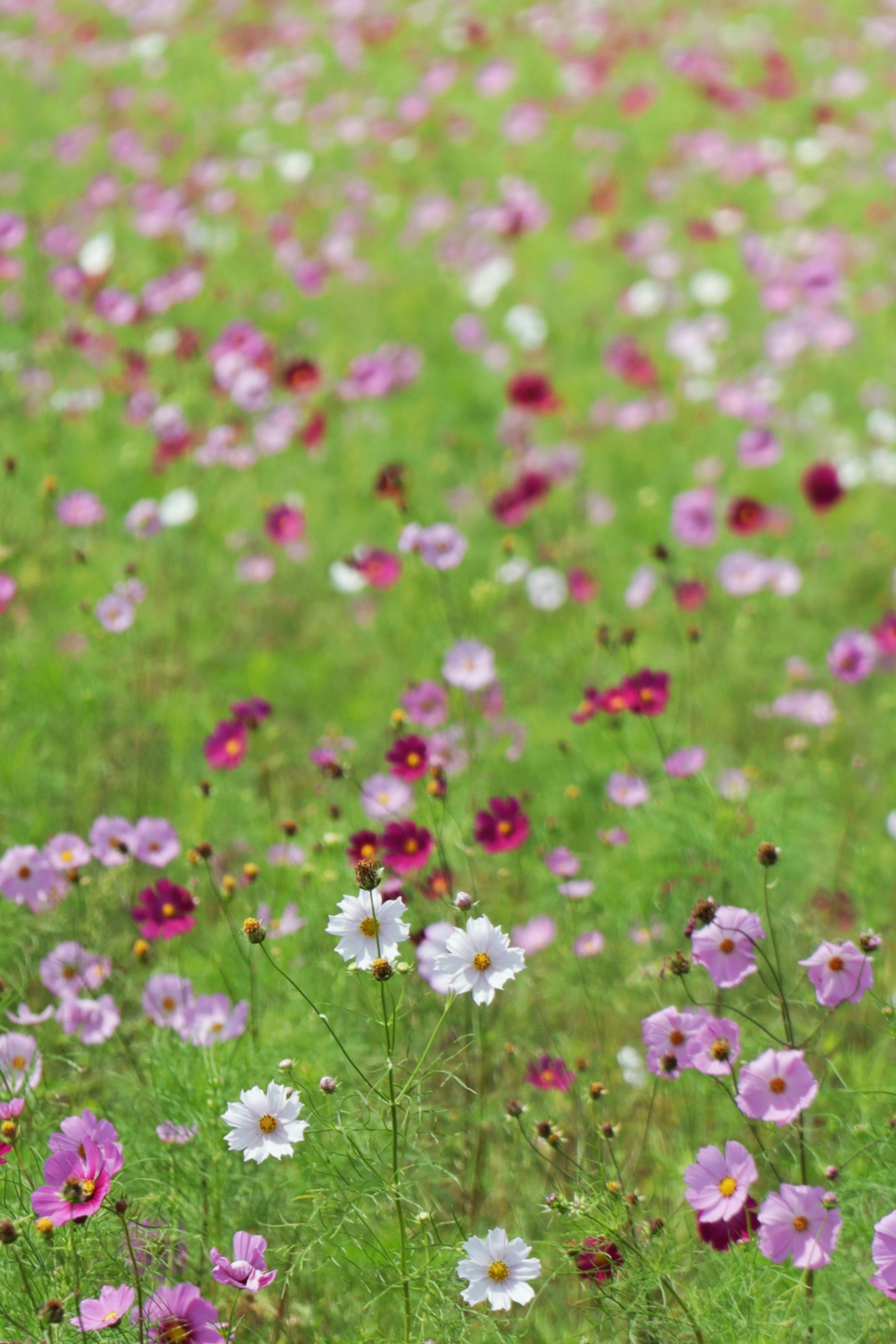 Un champ coloré de fleurs avec des fleurs roses et blanches sur de l'herbe verte luxuriante