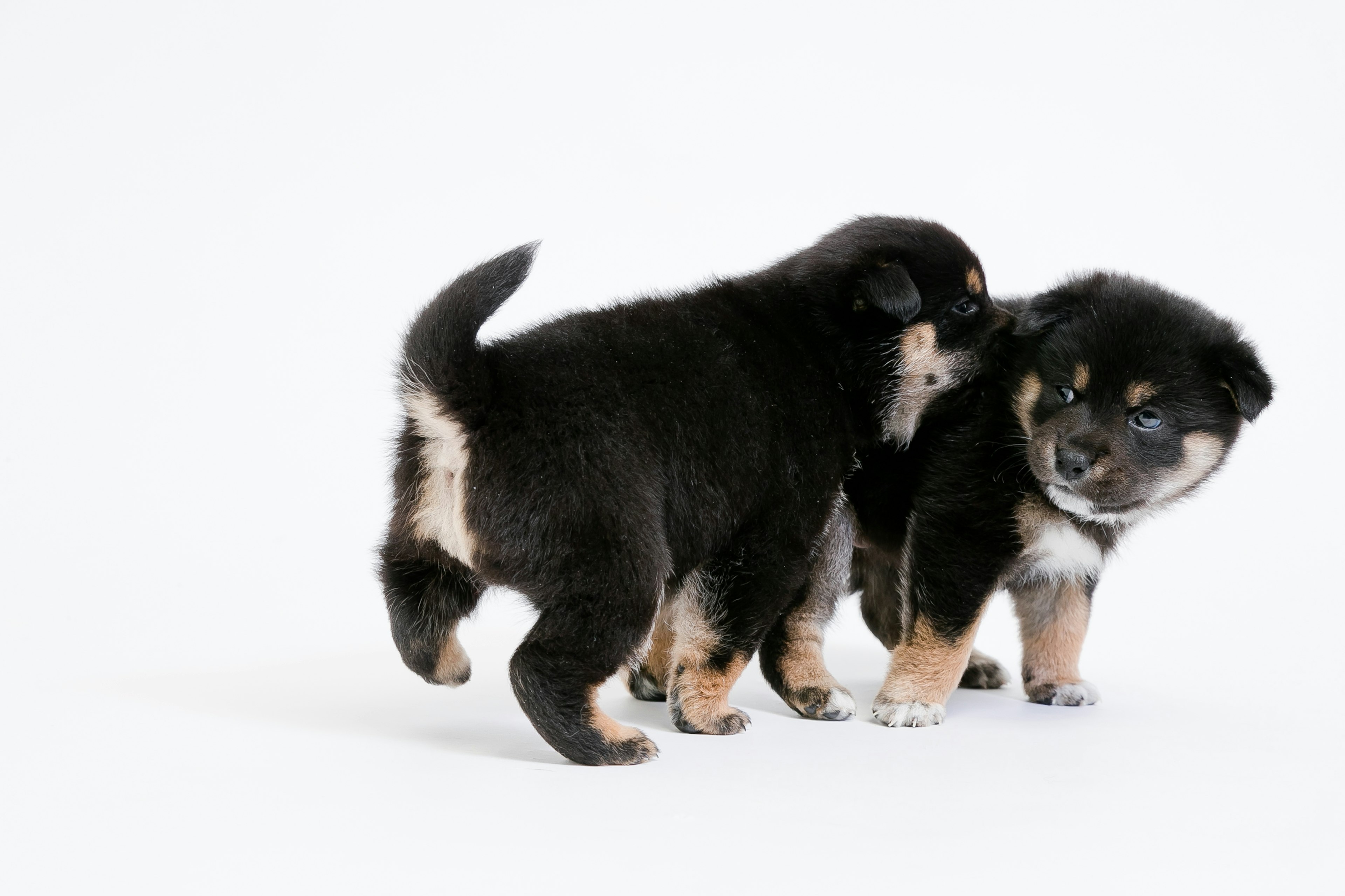 Dua anak anjing hitam bermain di latar belakang putih