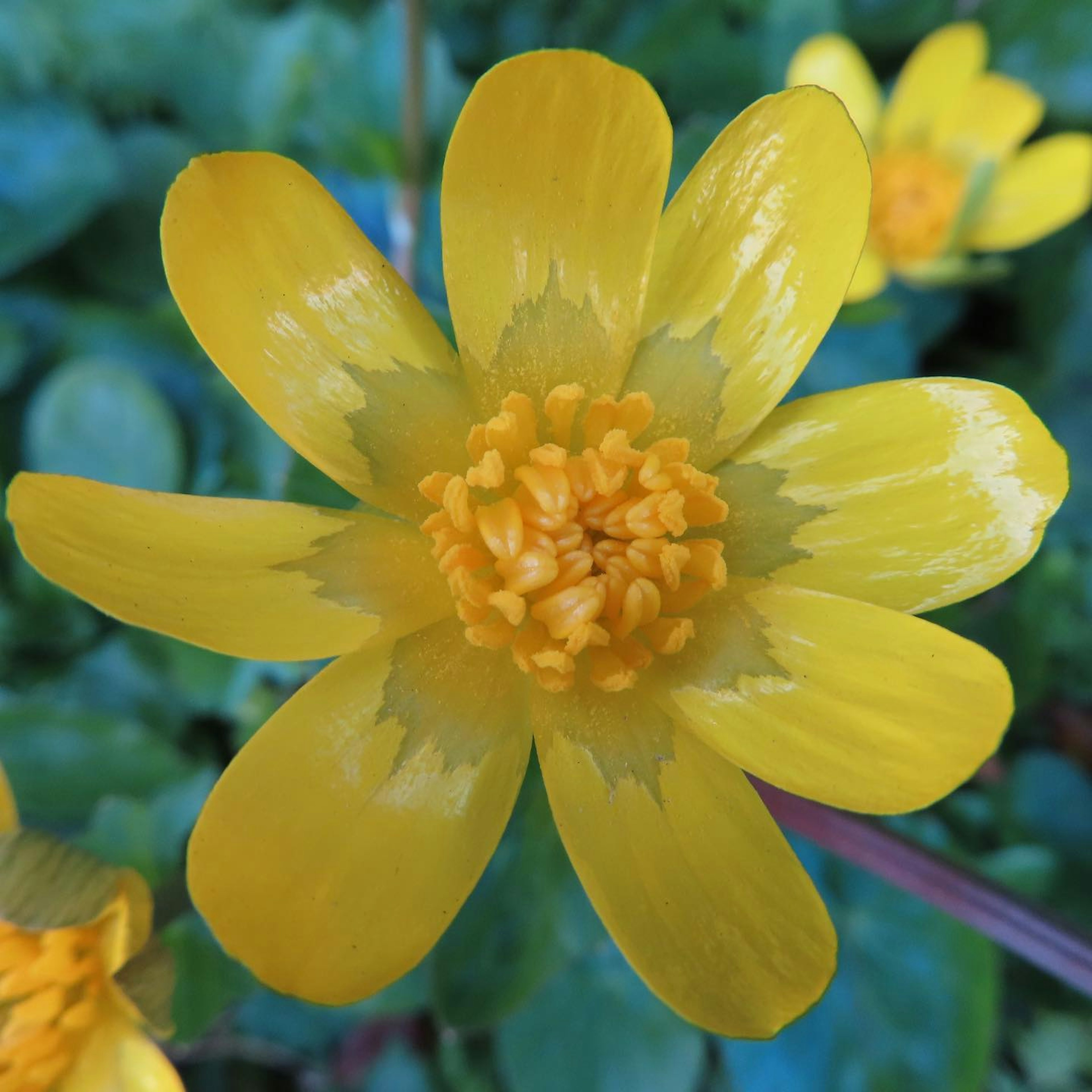 Vibrant yellow flower at the center surrounded by green leaves