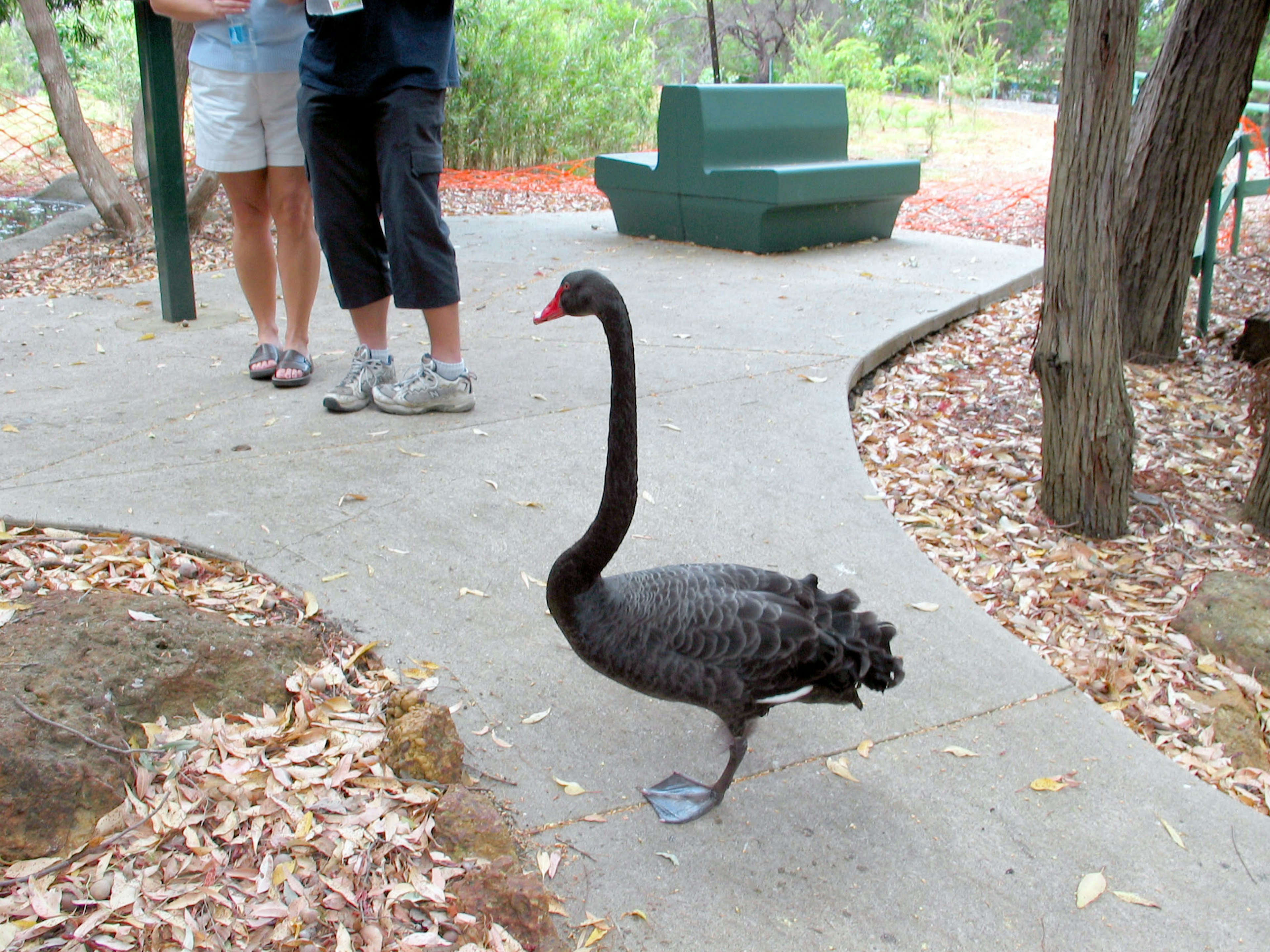 黒い白鳥が人々の近くを歩いている公園の光景