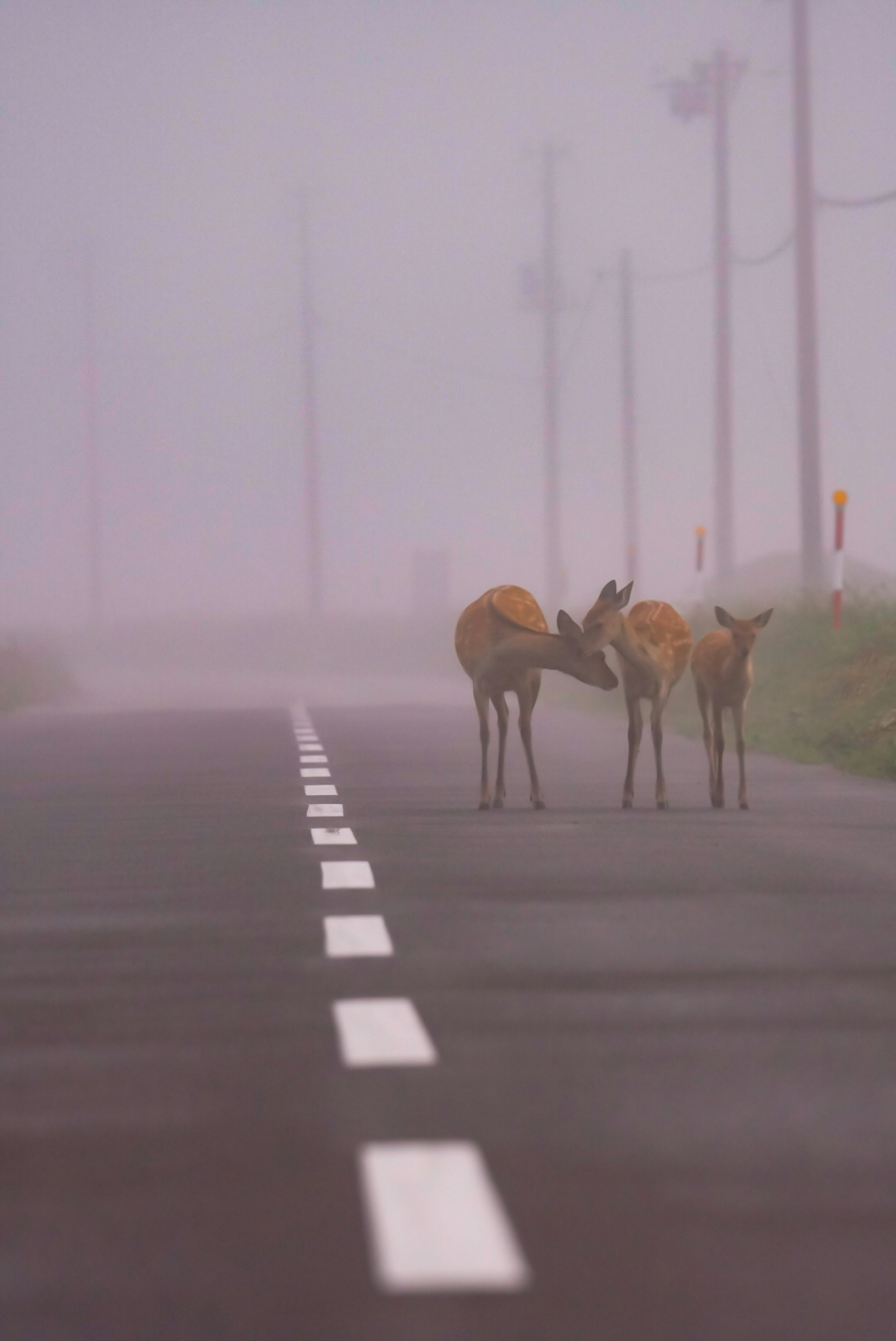 霧の中に立つ二頭の鹿と道路の白いライン