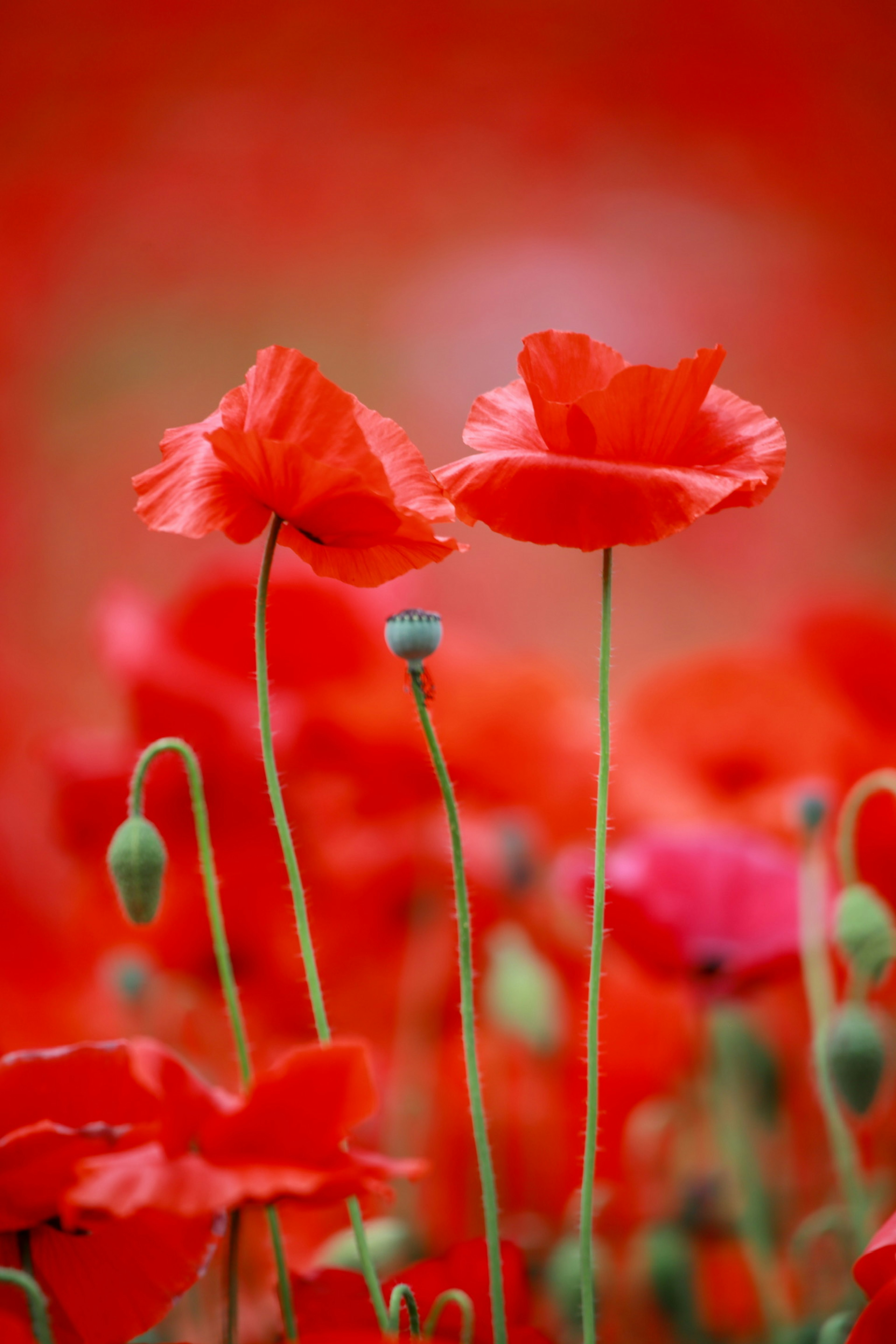 Fleurs de coquelicot rouges vives dans un champ