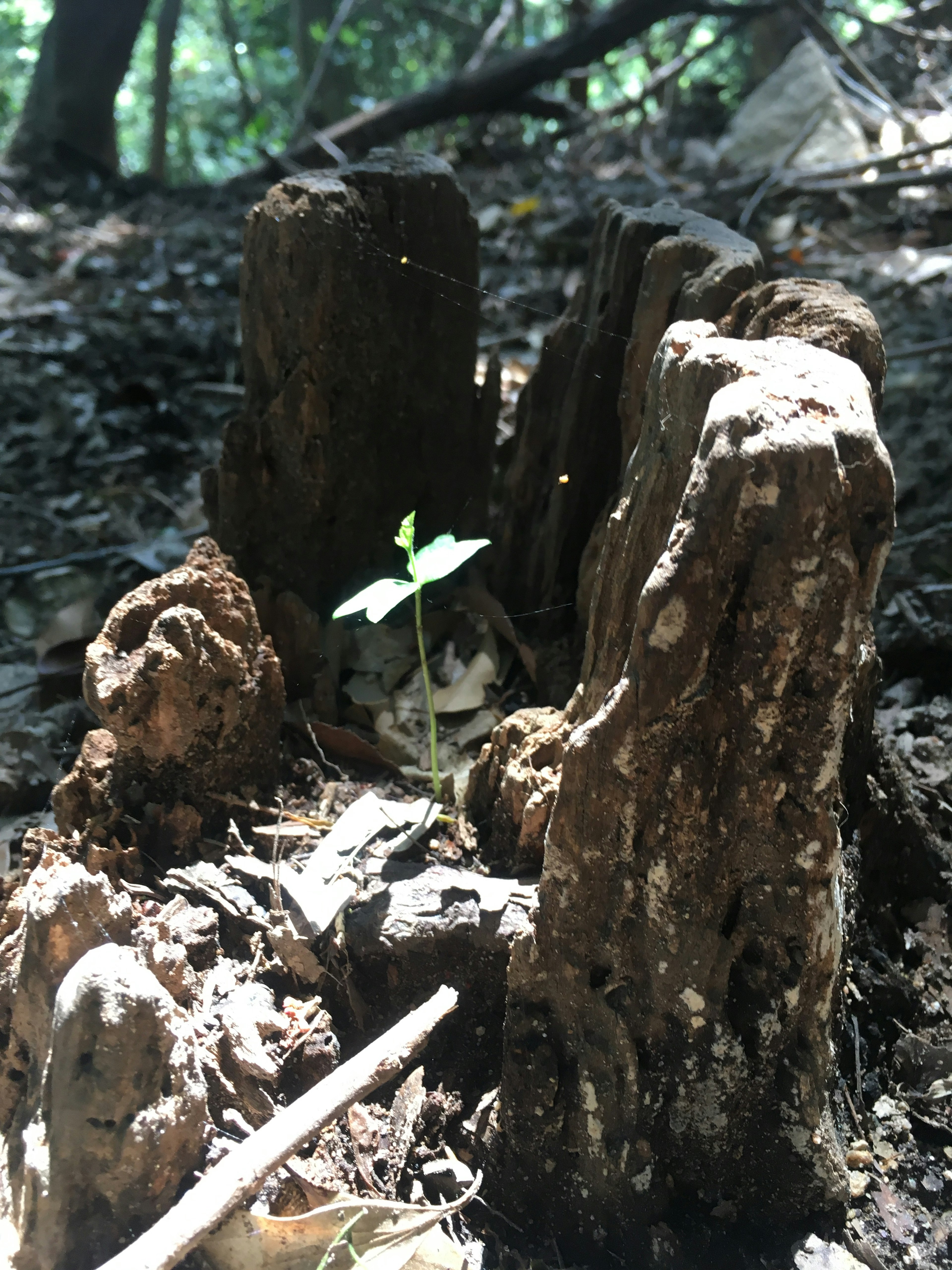 Un pequeño brote verde que emerge de un tocón de árbol rodeado de madera texturizada en un entorno forestal